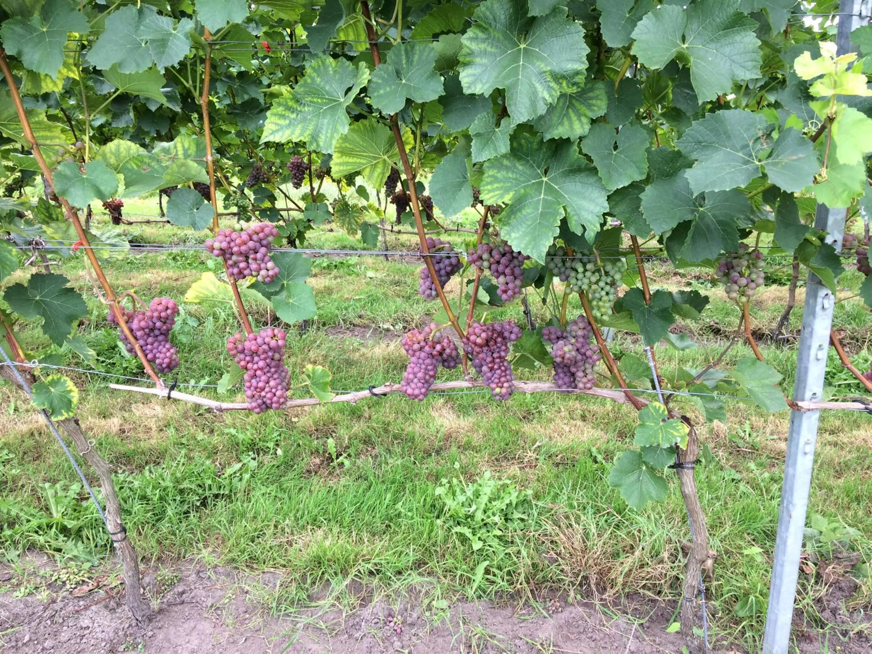Nearby landmark in B&B op Wijngoed Havelte