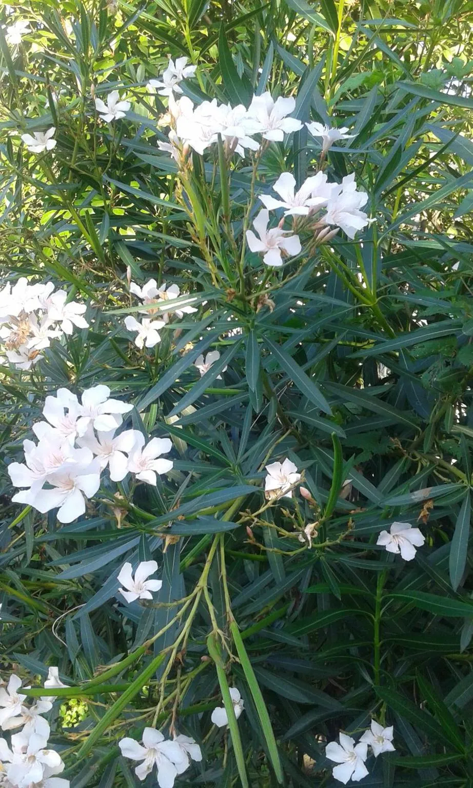 Garden view in B&B Antica Corte Lombarda