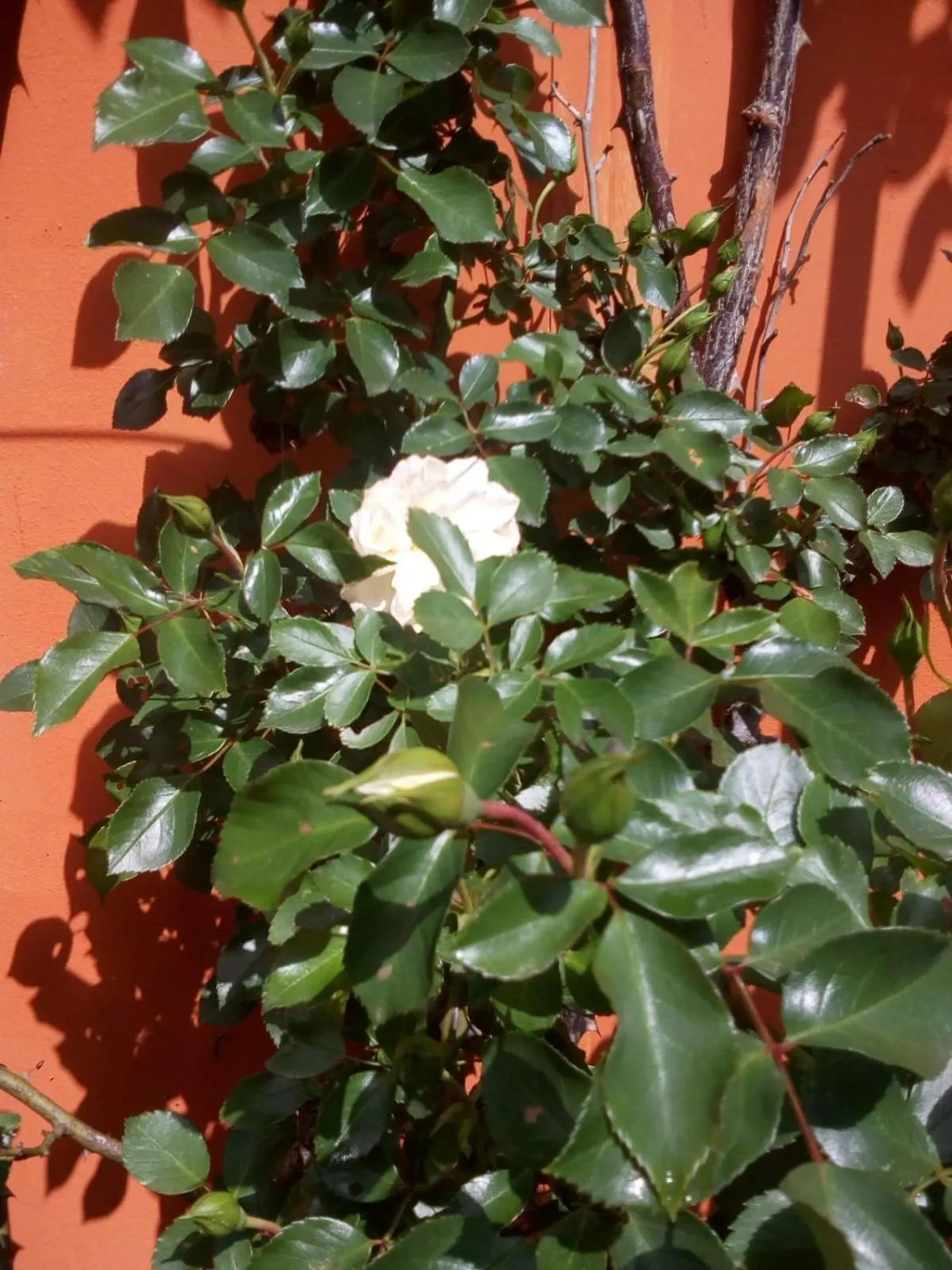 Inner courtyard view in B&B Antica Corte Lombarda