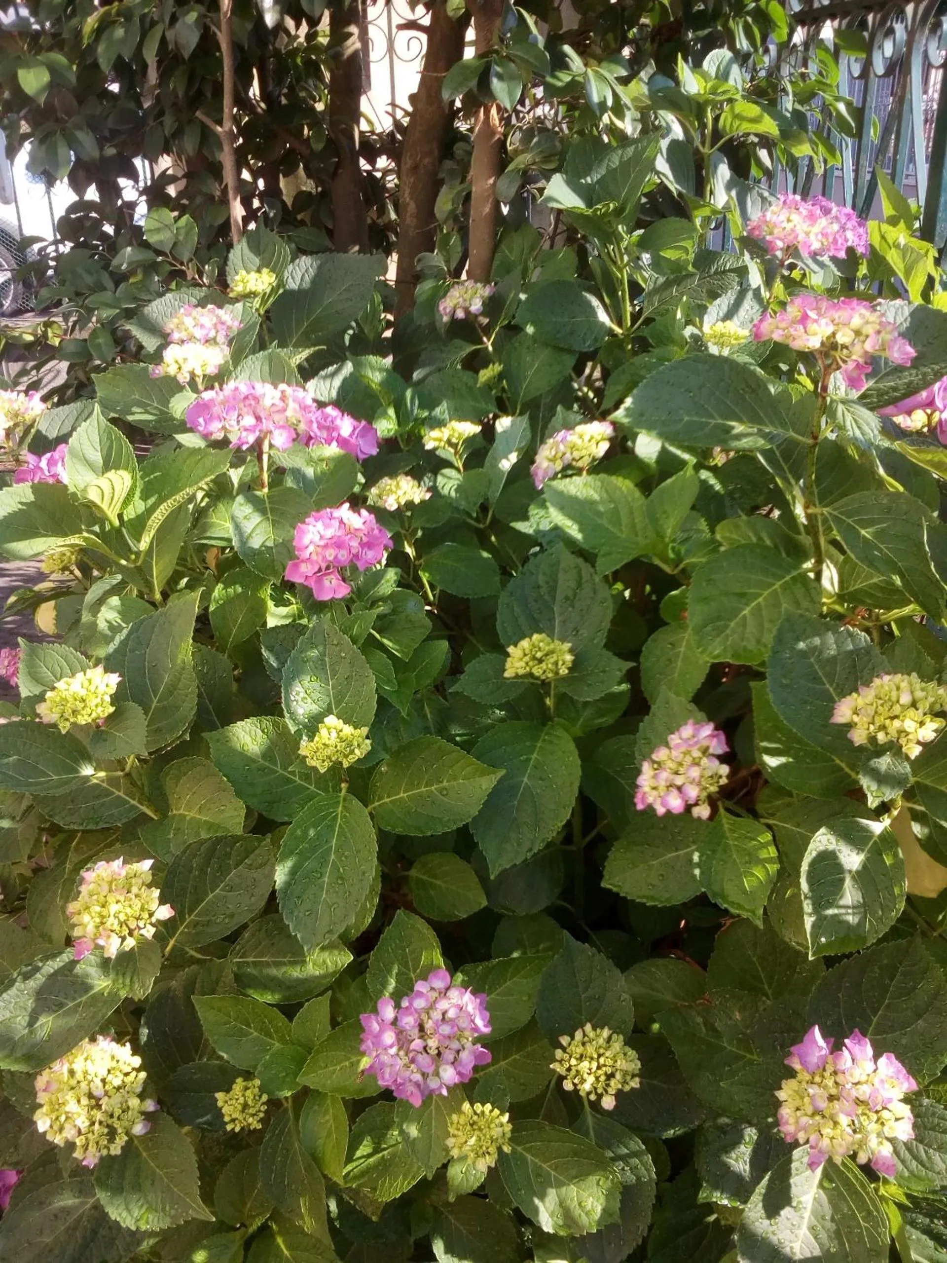 Garden in B&B Antica Corte Lombarda