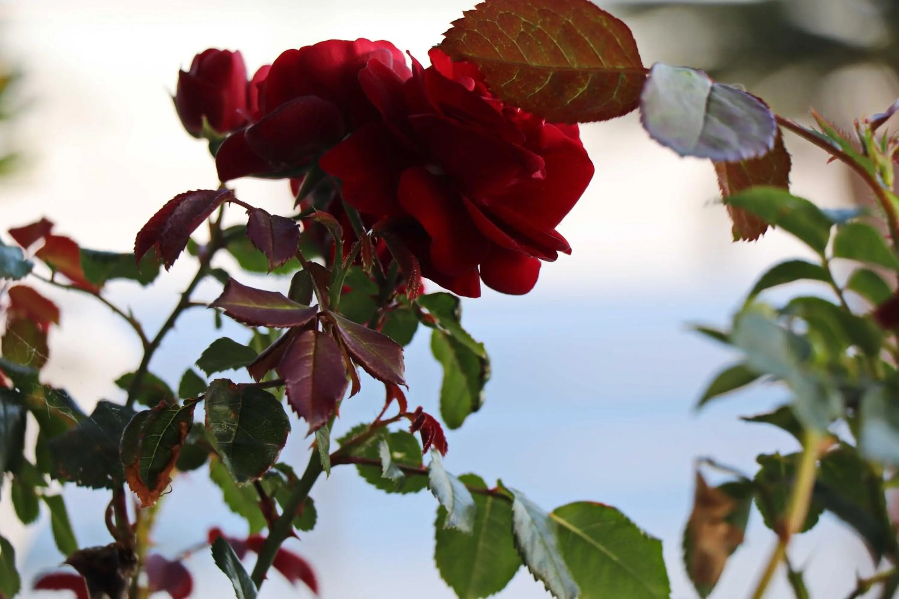 Garden in Hotel Pansion Villa Antonio