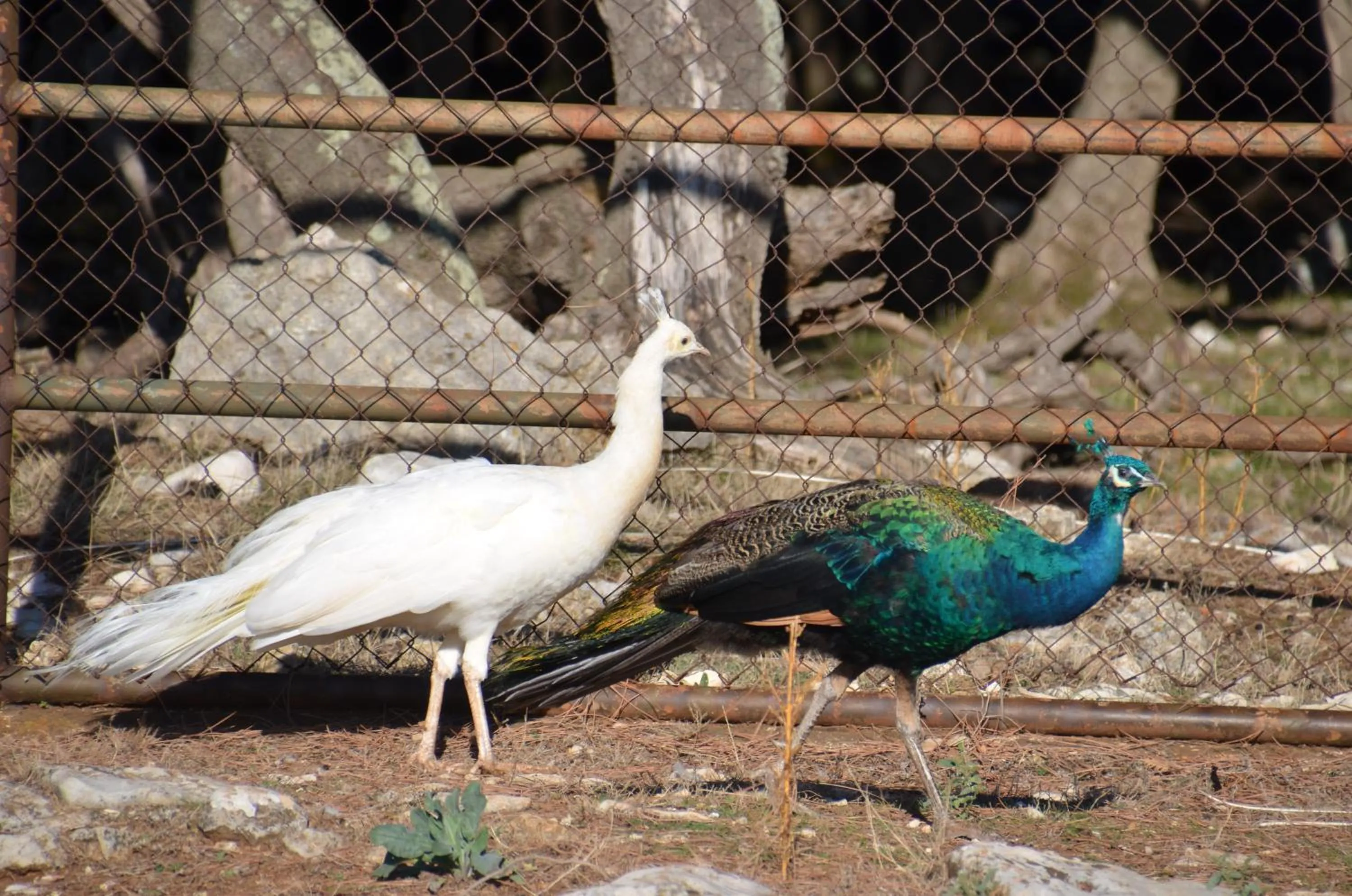 Nearby landmark in Villetta Phasiana