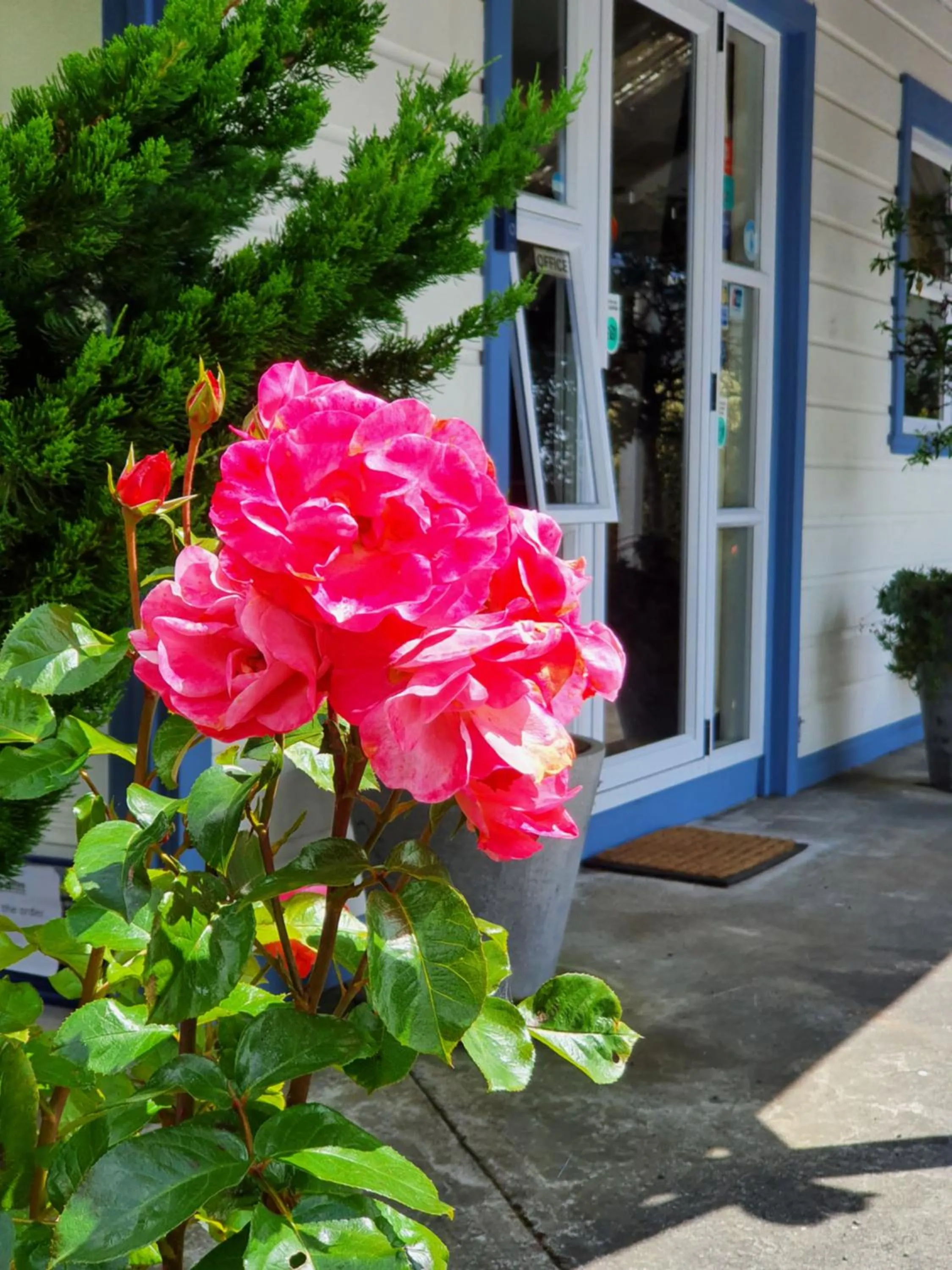 Garden in Tongariro Crossing Lodge