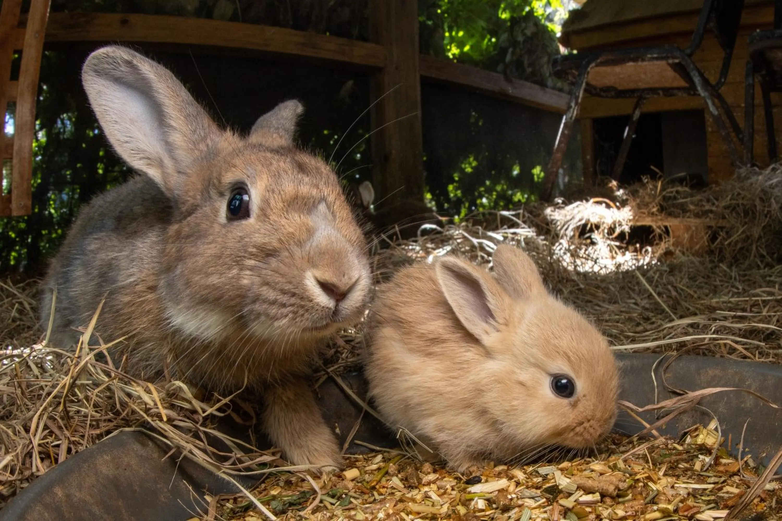 Animals in Batchelor Butterfly Farm