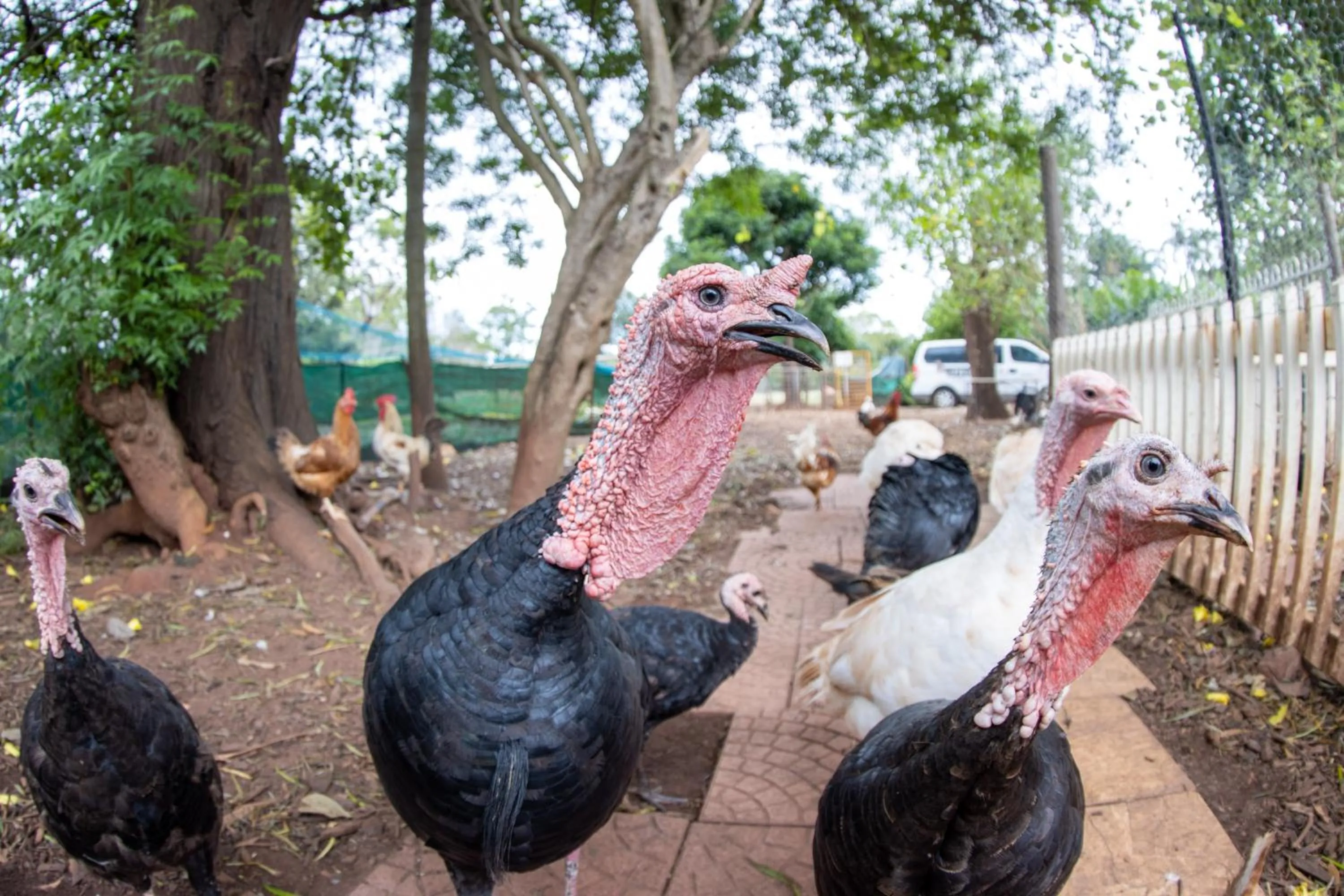 Animals in Batchelor Butterfly Farm