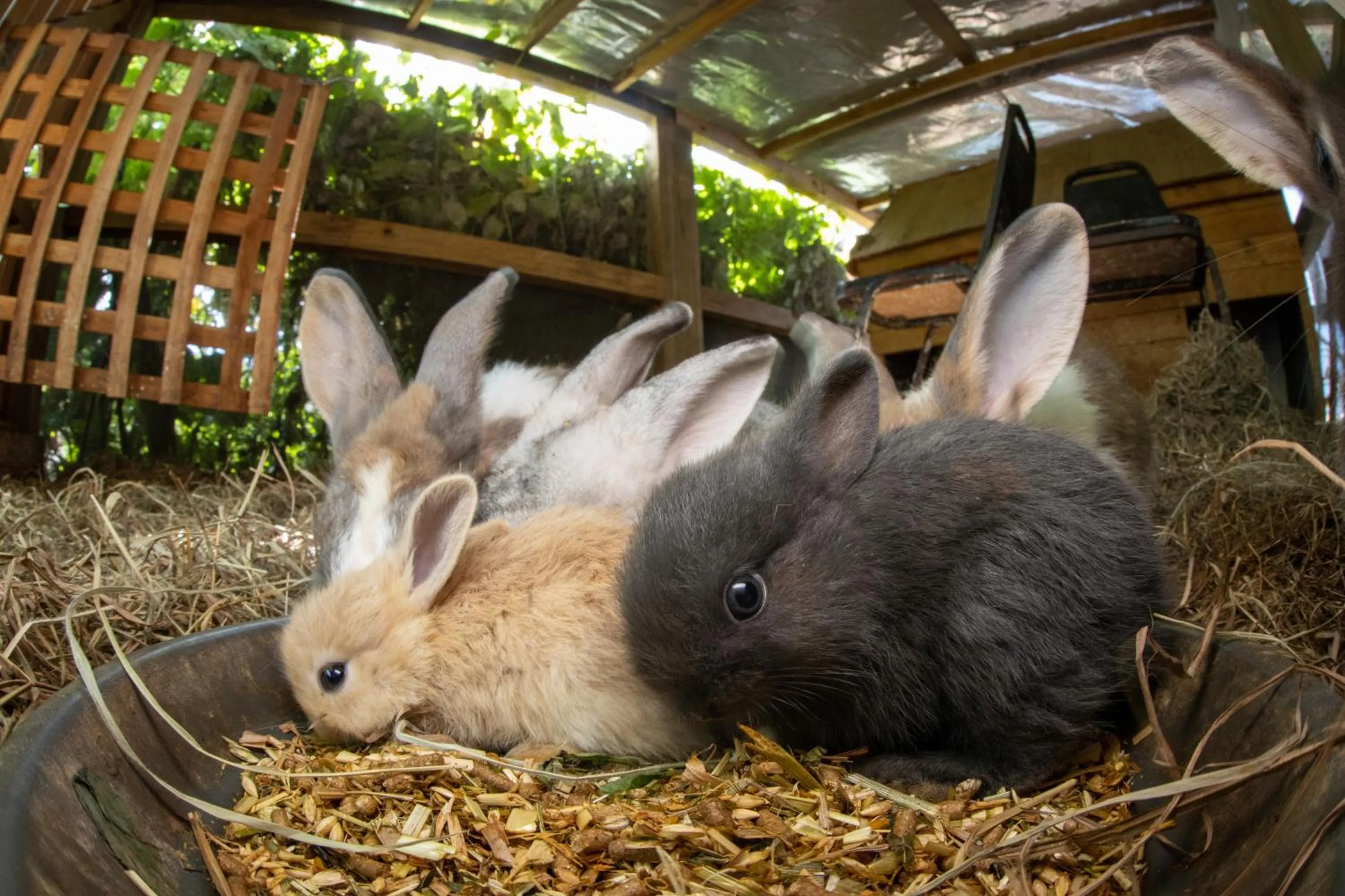 Batchelor Butterfly Farm