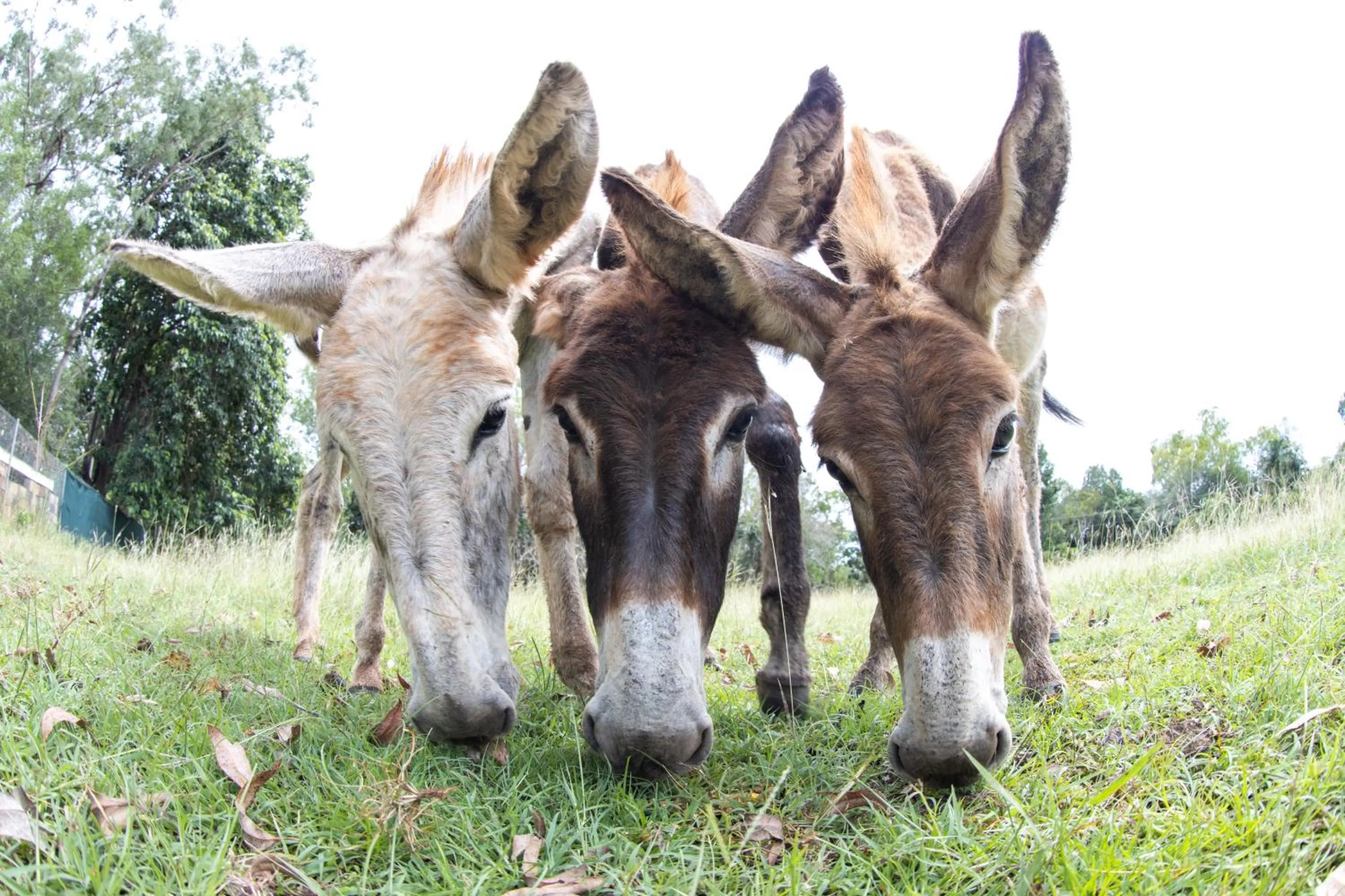 Animals in Batchelor Butterfly Farm