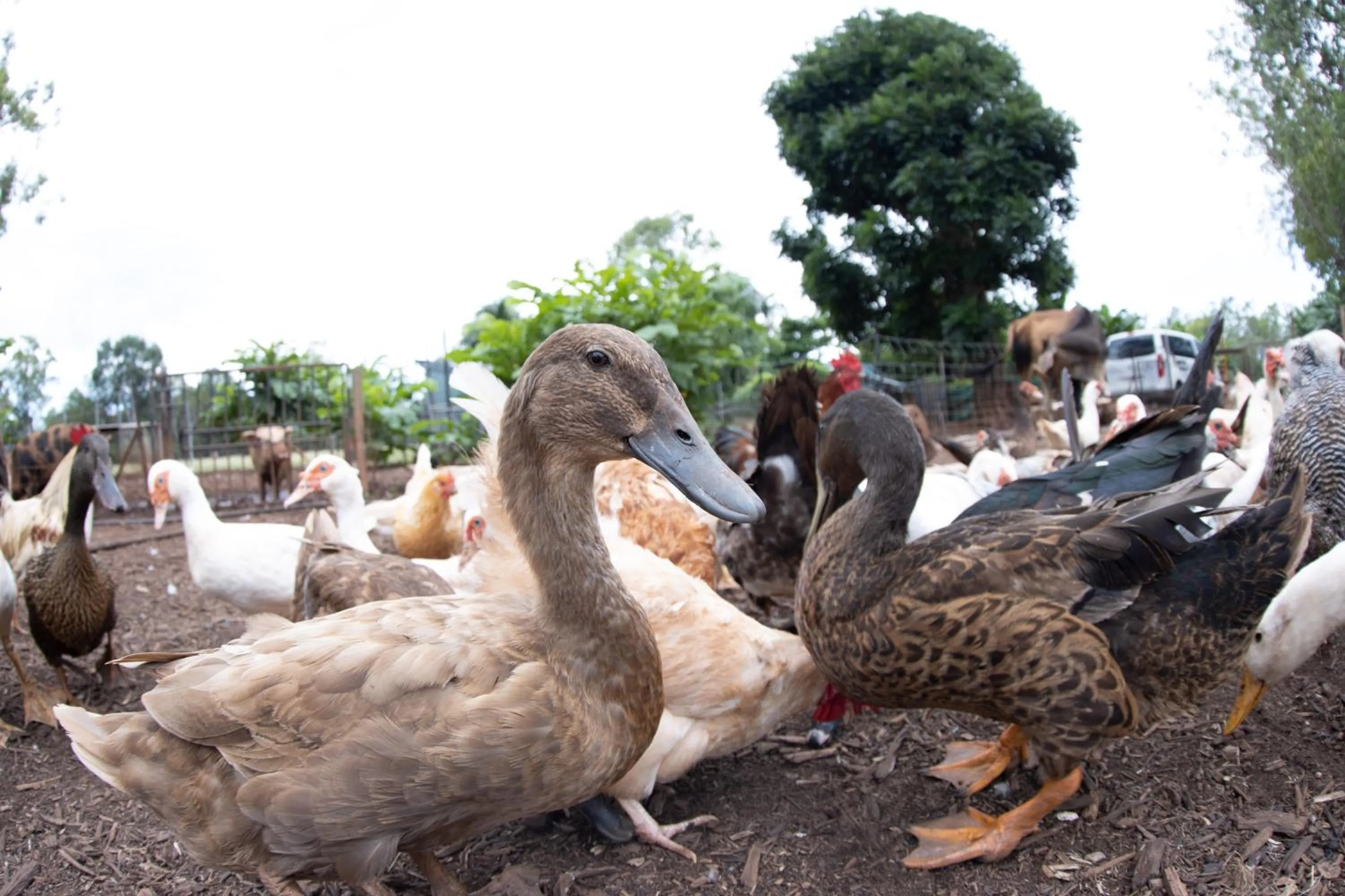 Animals in Batchelor Butterfly Farm
