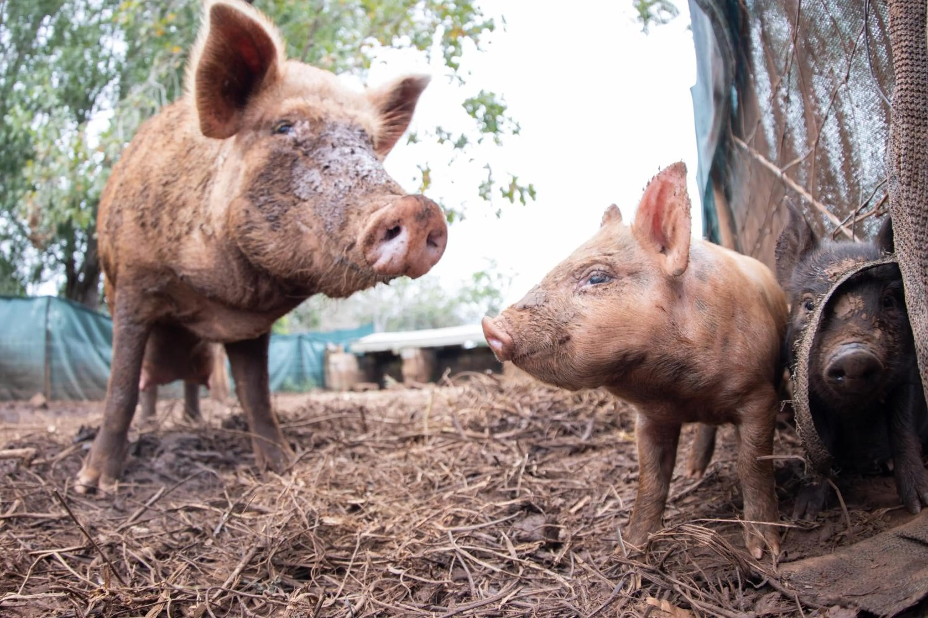 Animals in Batchelor Butterfly Farm