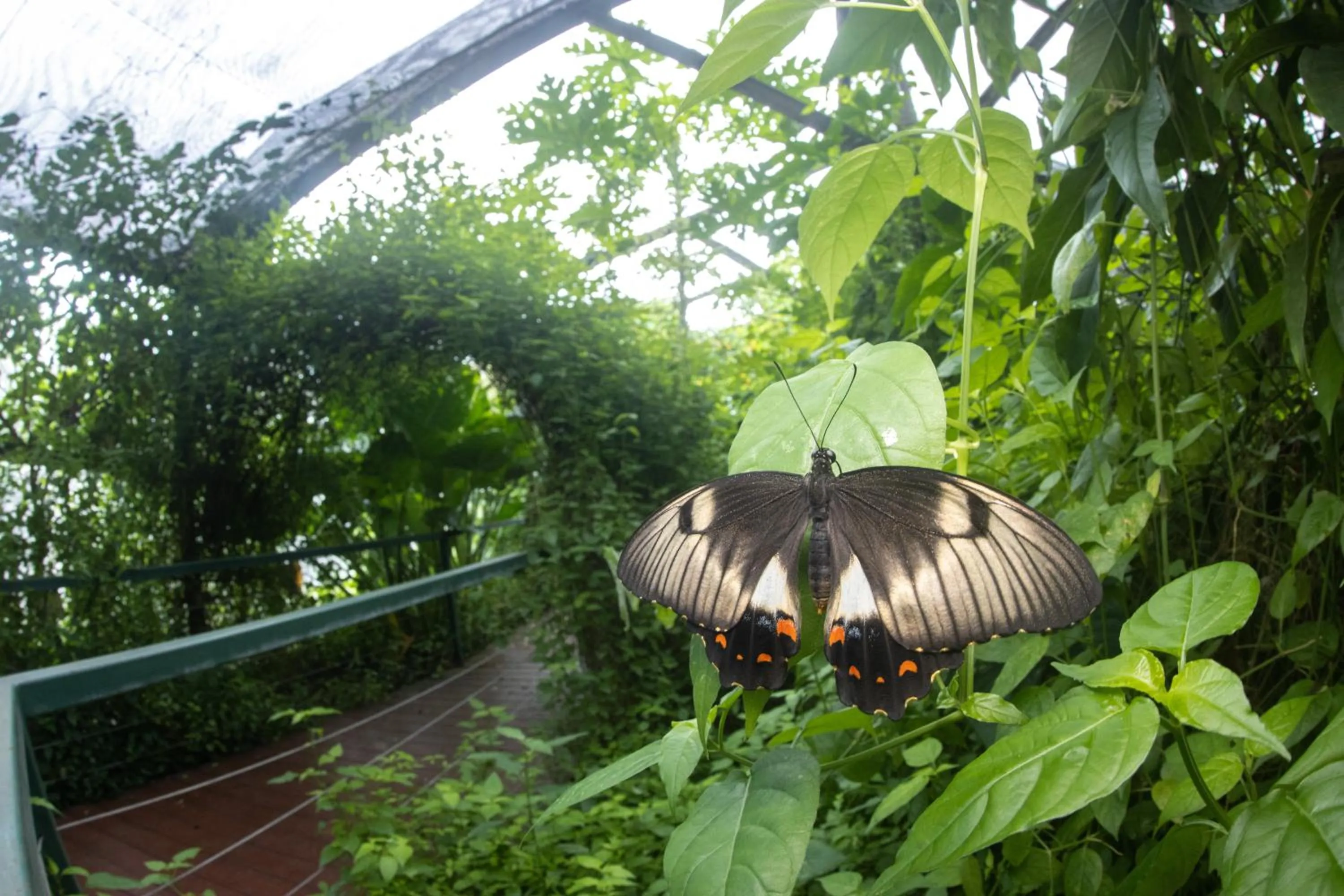 Batchelor Butterfly Farm