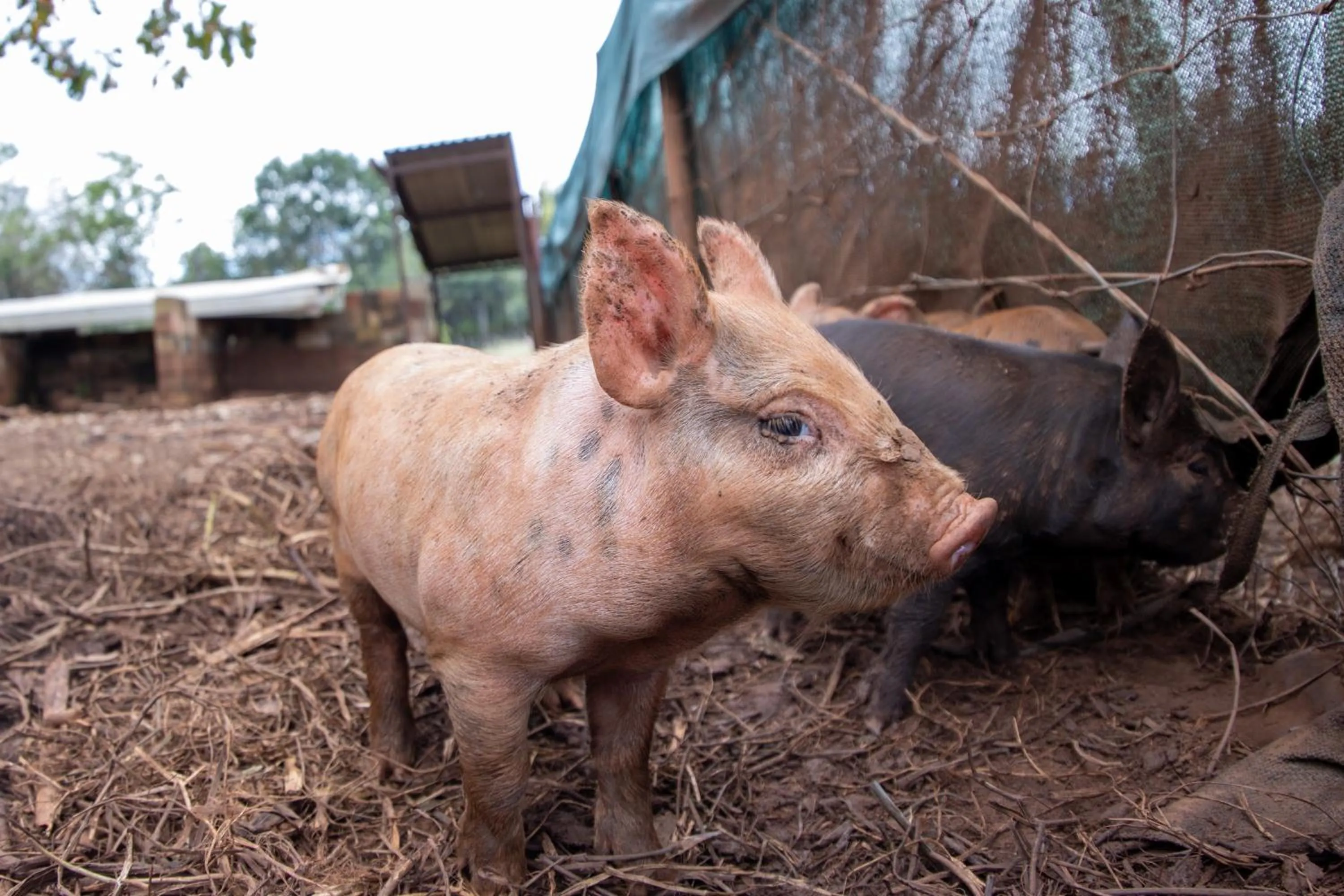 Animals in Batchelor Butterfly Farm