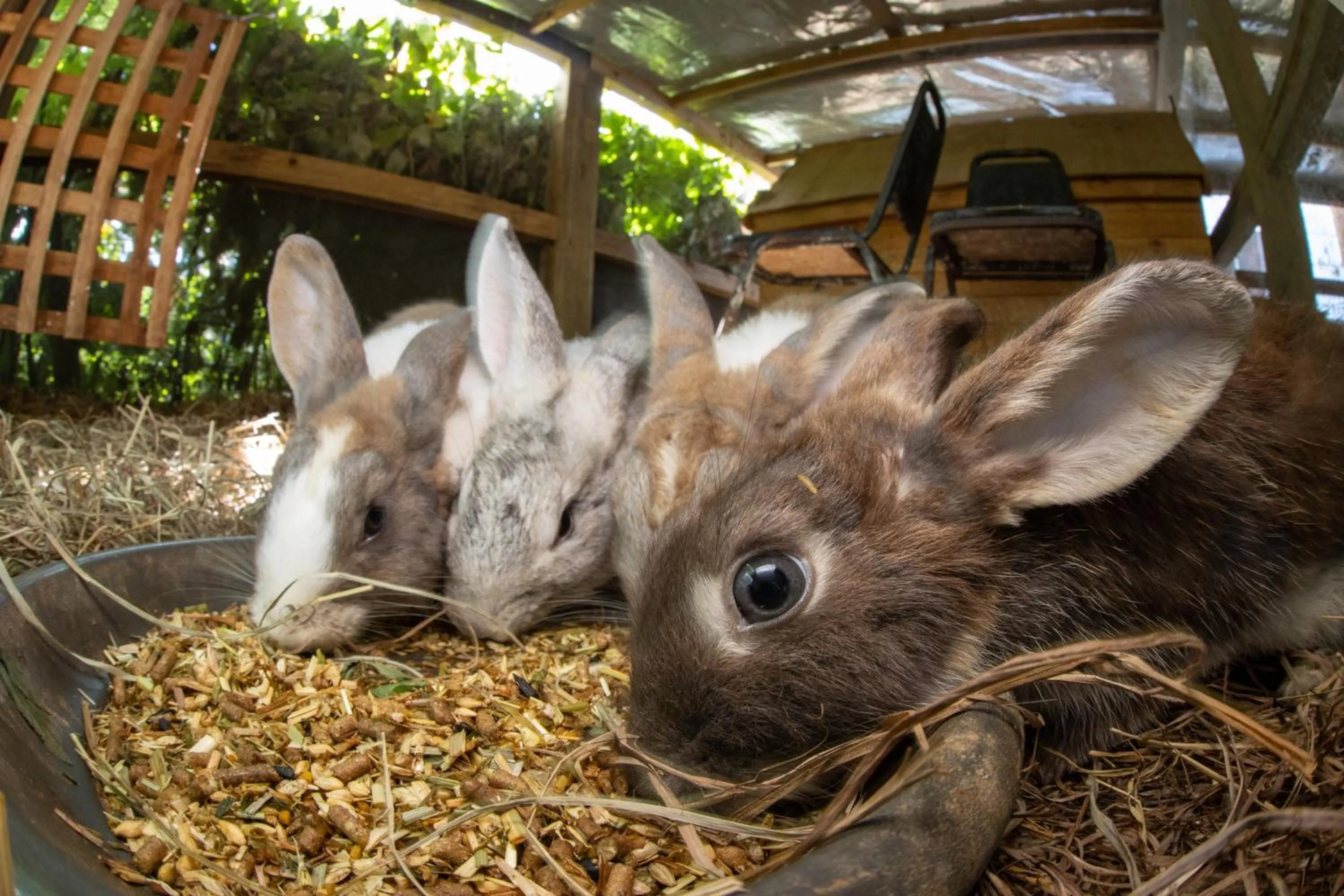 Batchelor Butterfly Farm