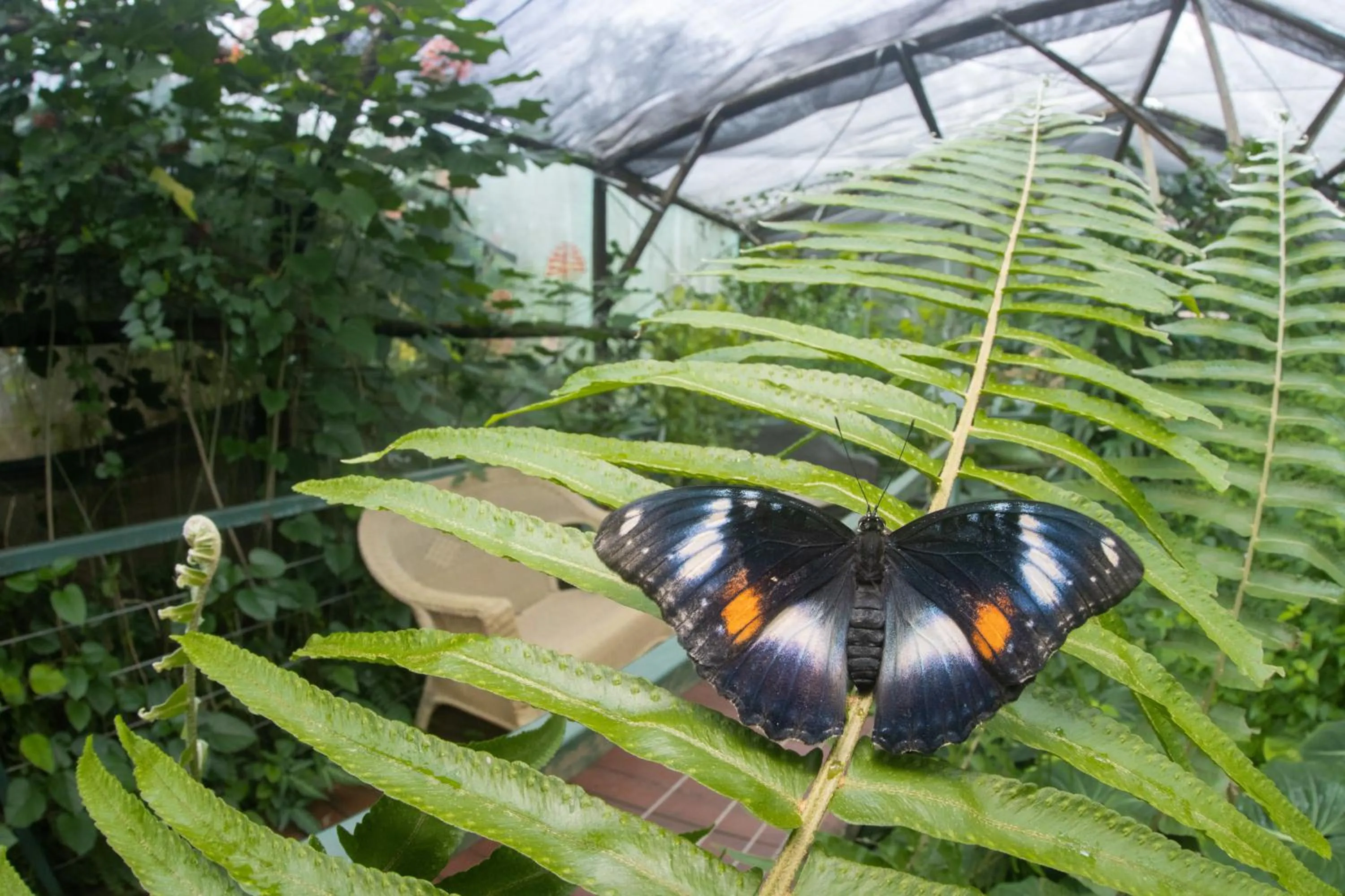 Batchelor Butterfly Farm