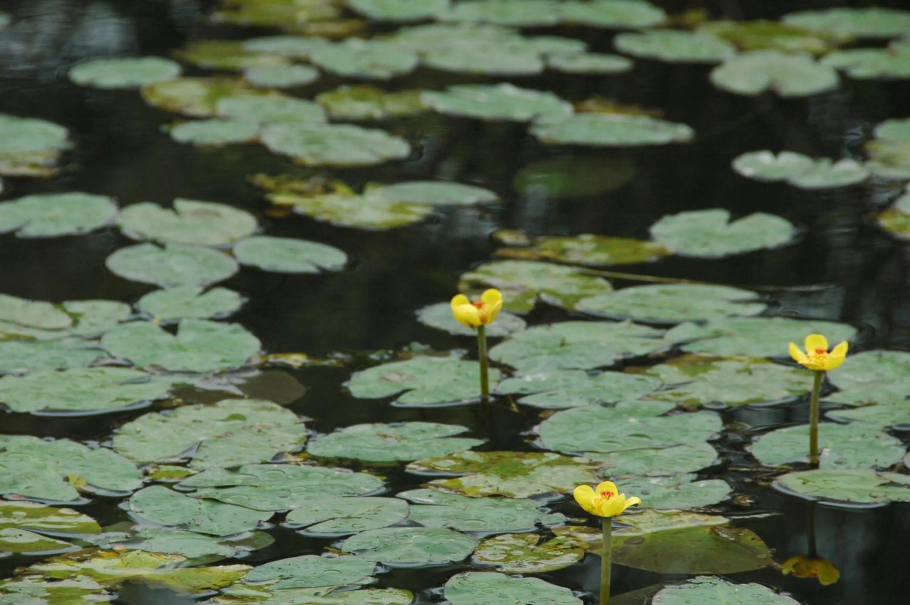 Property building in The House of Water