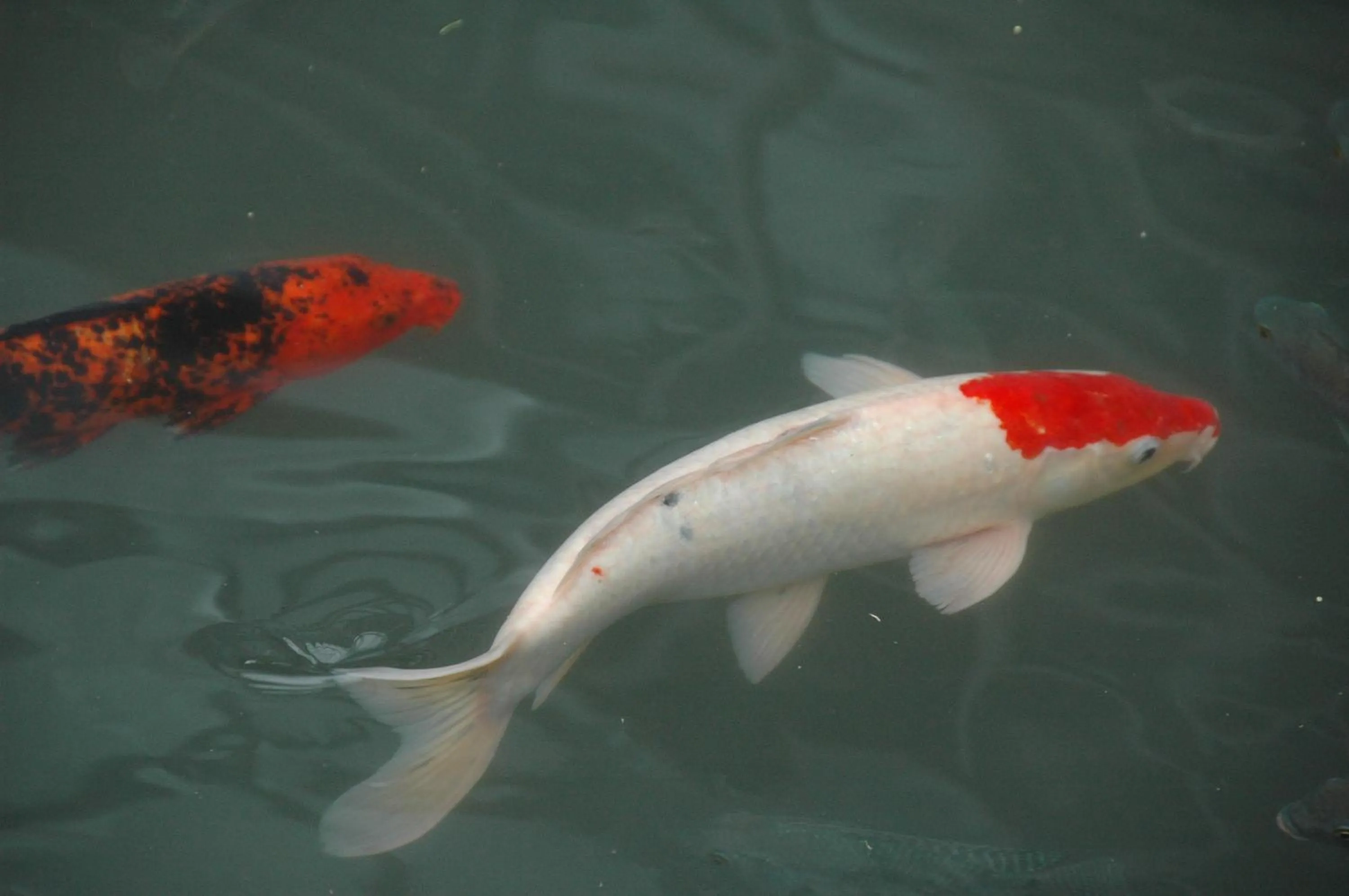 Property building in The House of Water