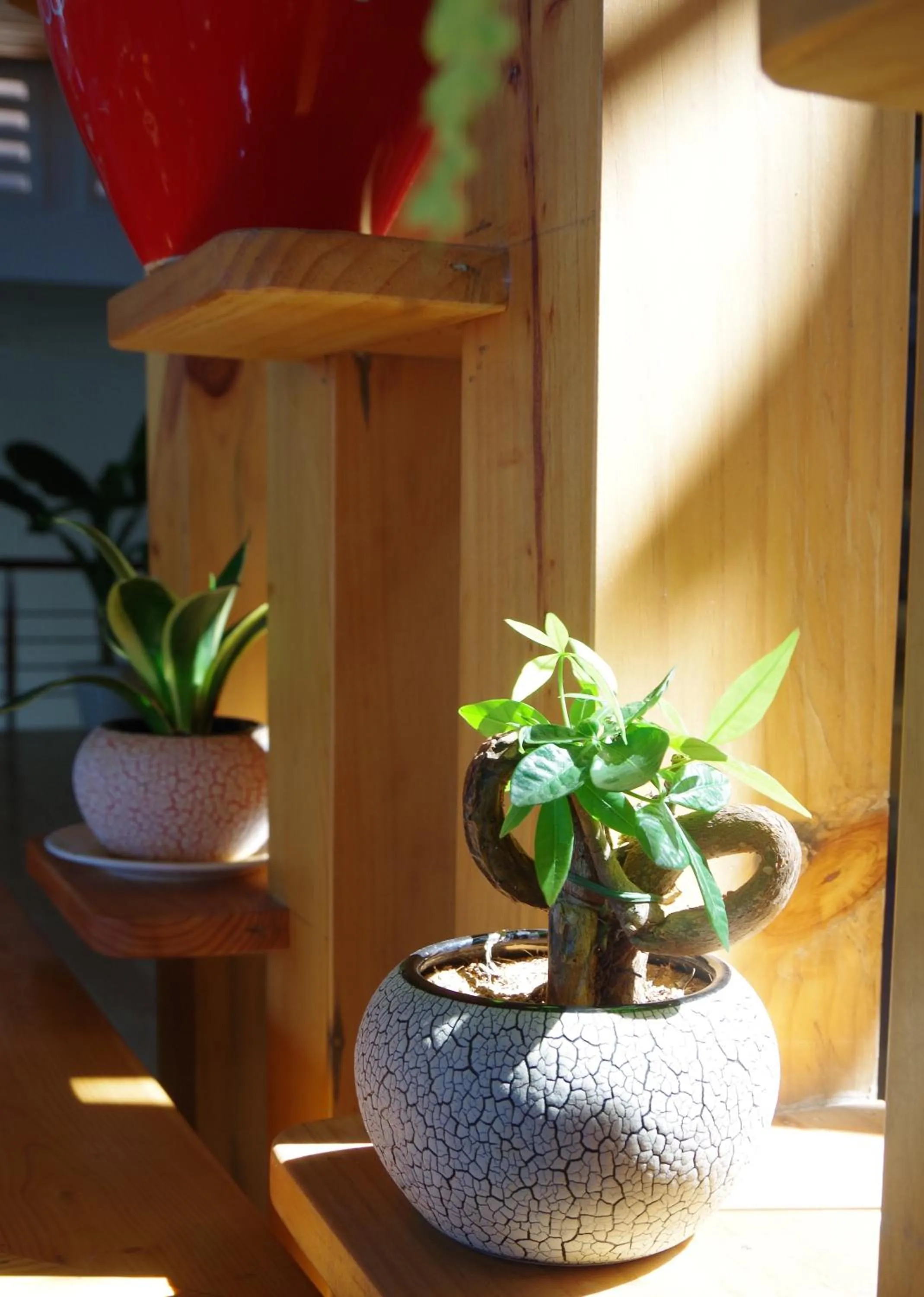 Garden in Ngoc Chau Phu Quoc Hotel