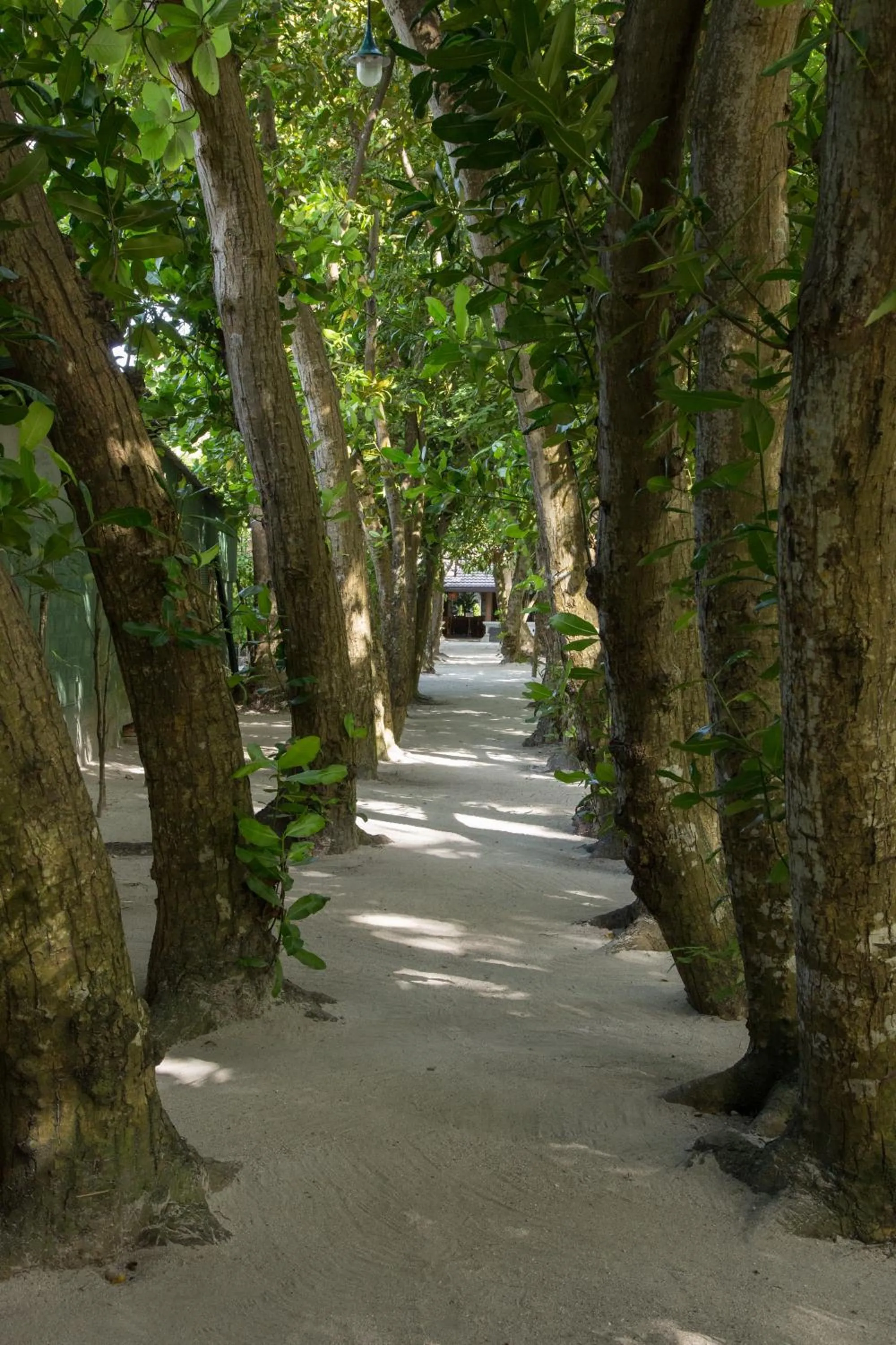 Natural landscape in Embudu Village Maldives