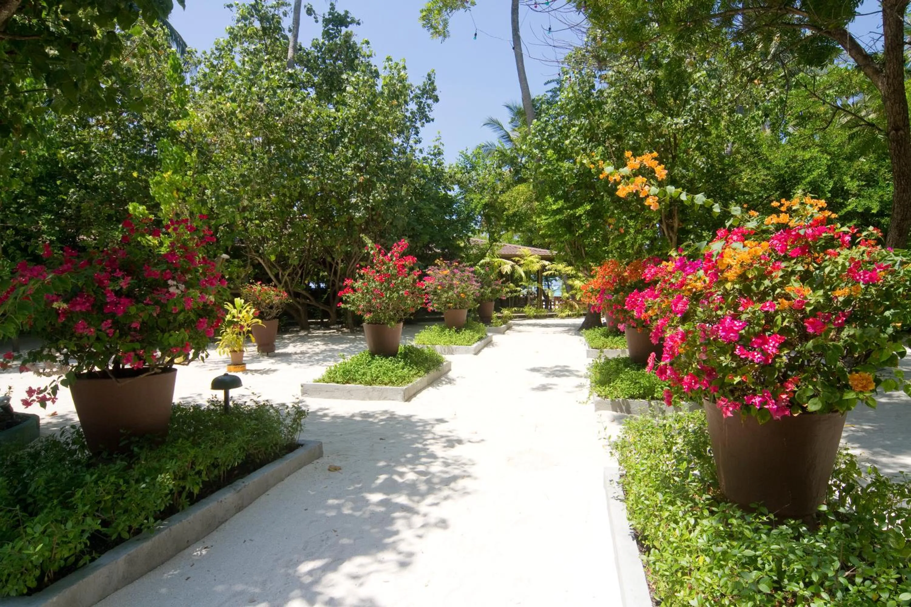 Garden in Embudu Village Maldives