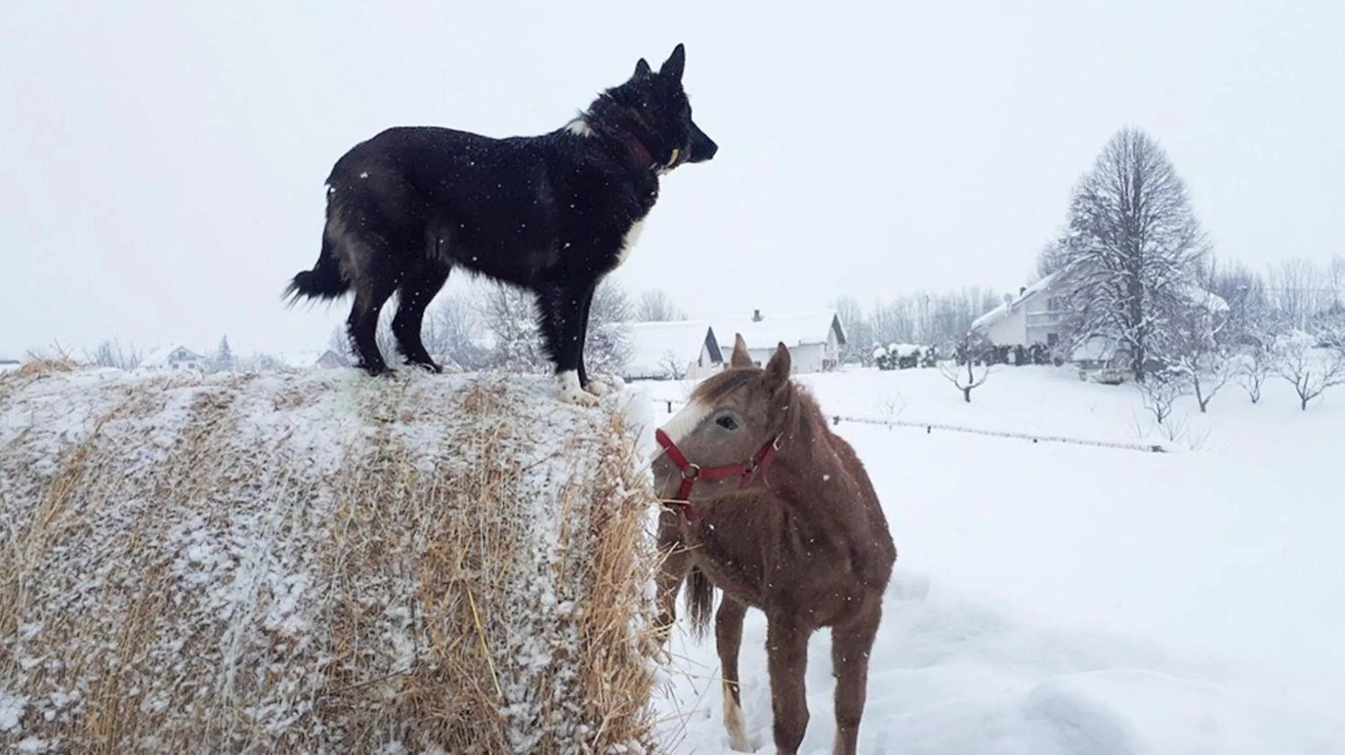 Garden in Ranch Terra