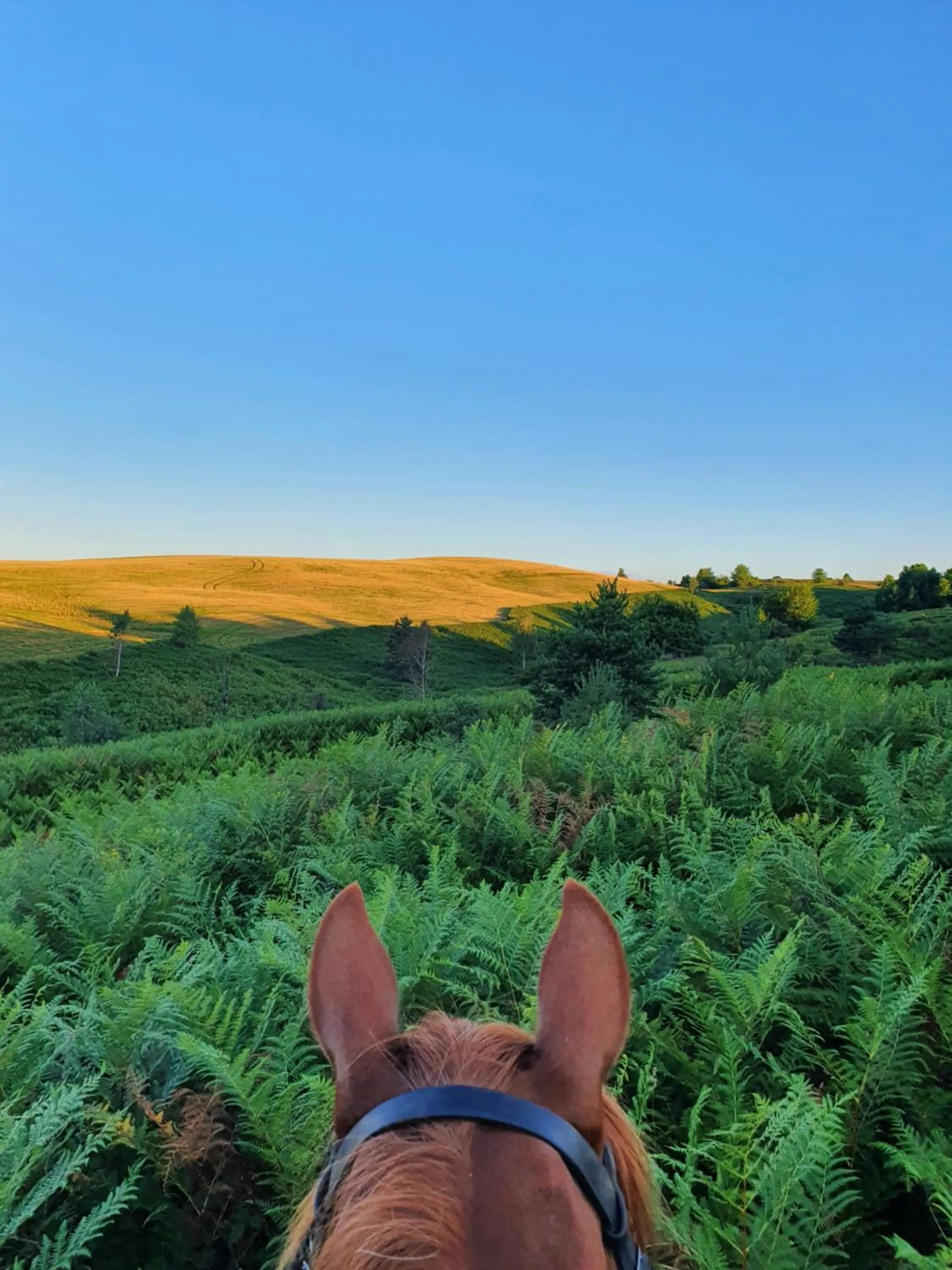 Natural landscape in Ranch Terra