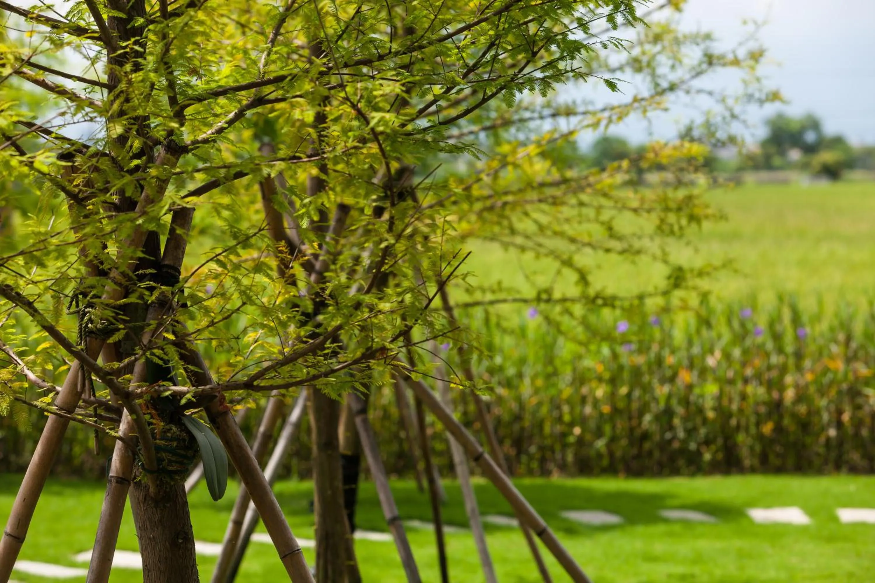 Garden view in Buluba