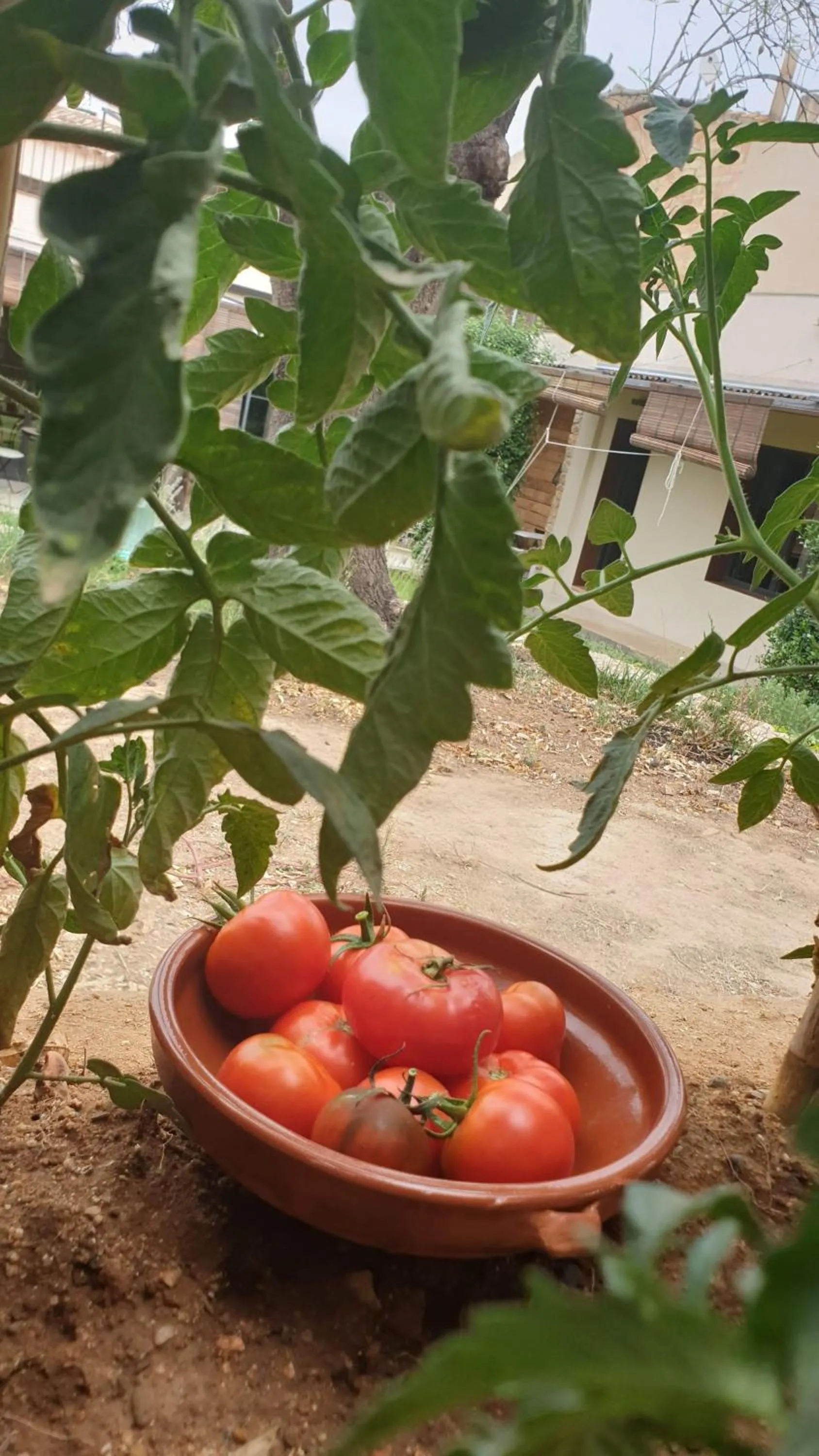 Area and facilities in Mas Ferran Adults Only