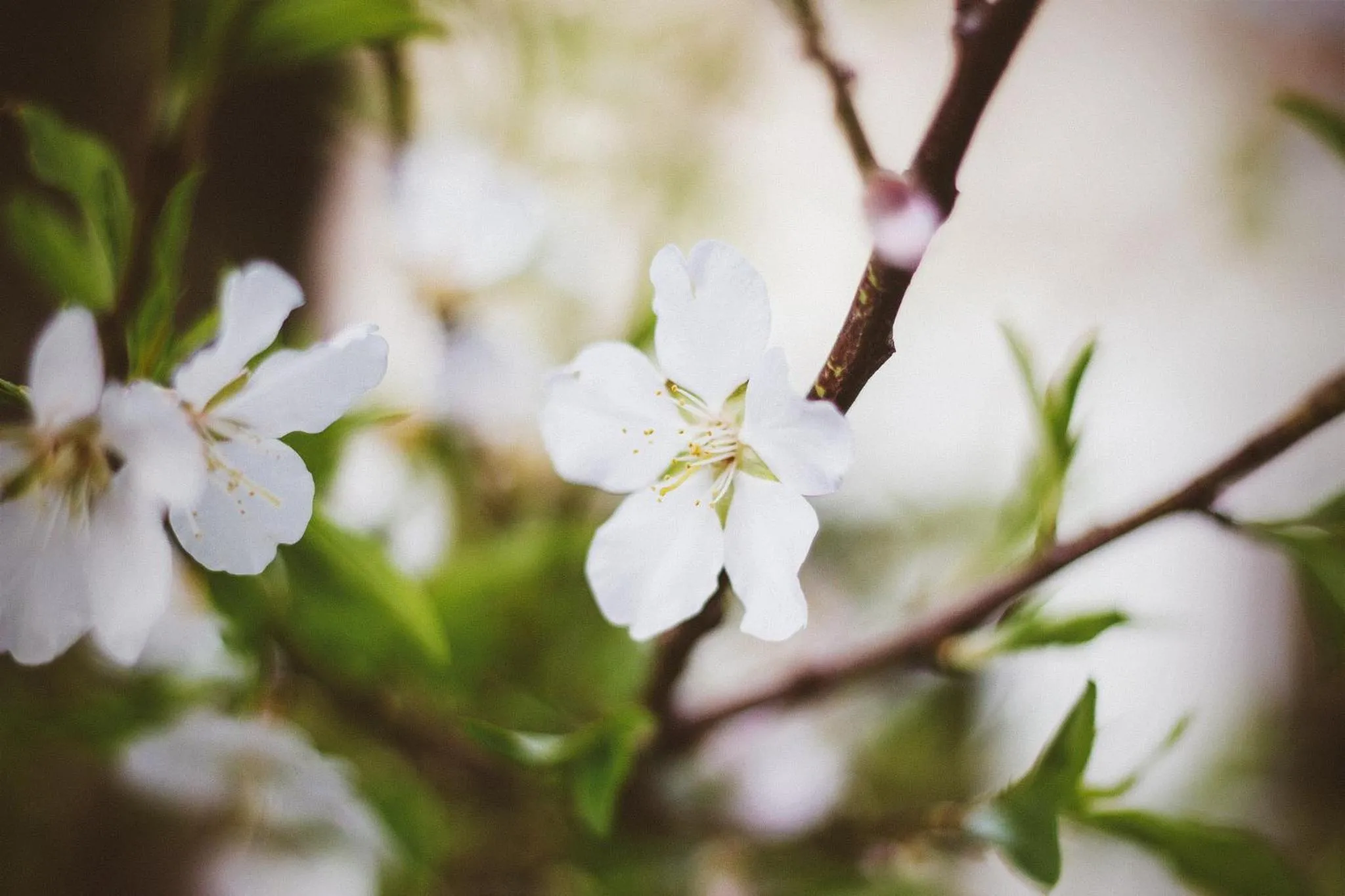 Garden in Mas Ferran Adults Only