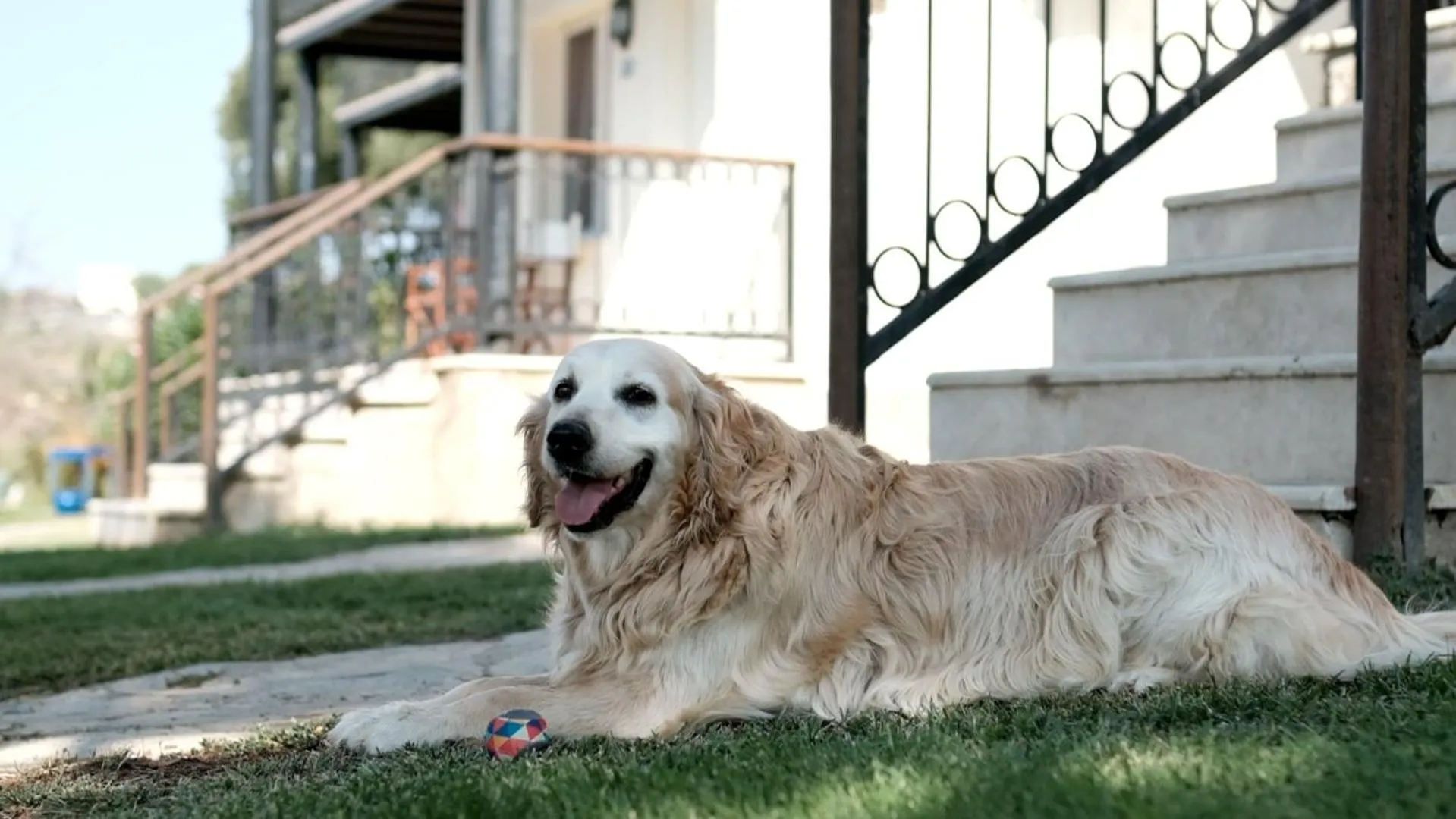 Pets in Maya Bistro Hotel & Beach