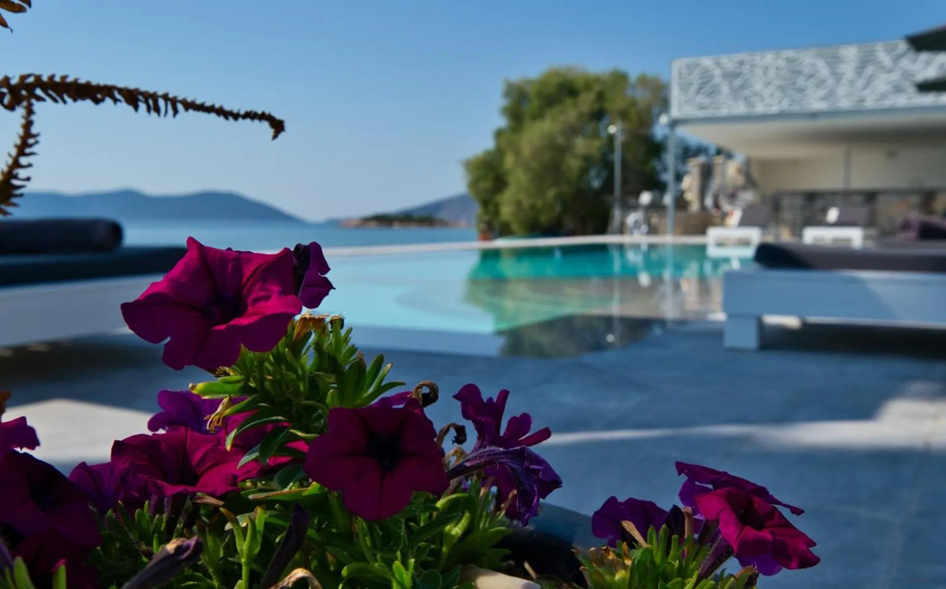 Swimming pool in Dardiza Boutique Hotel