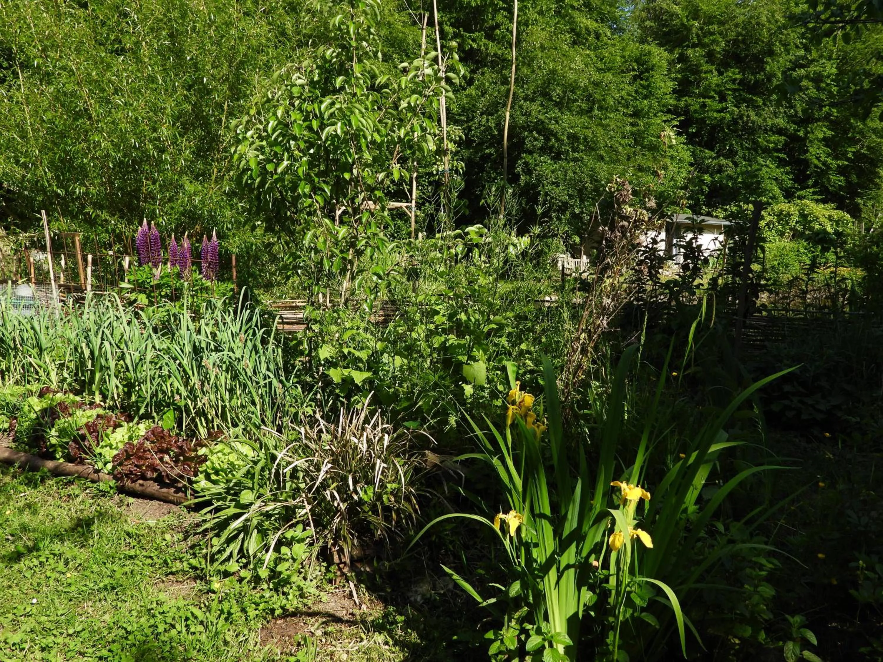 Natural landscape in Le jardin de Saint Jean
