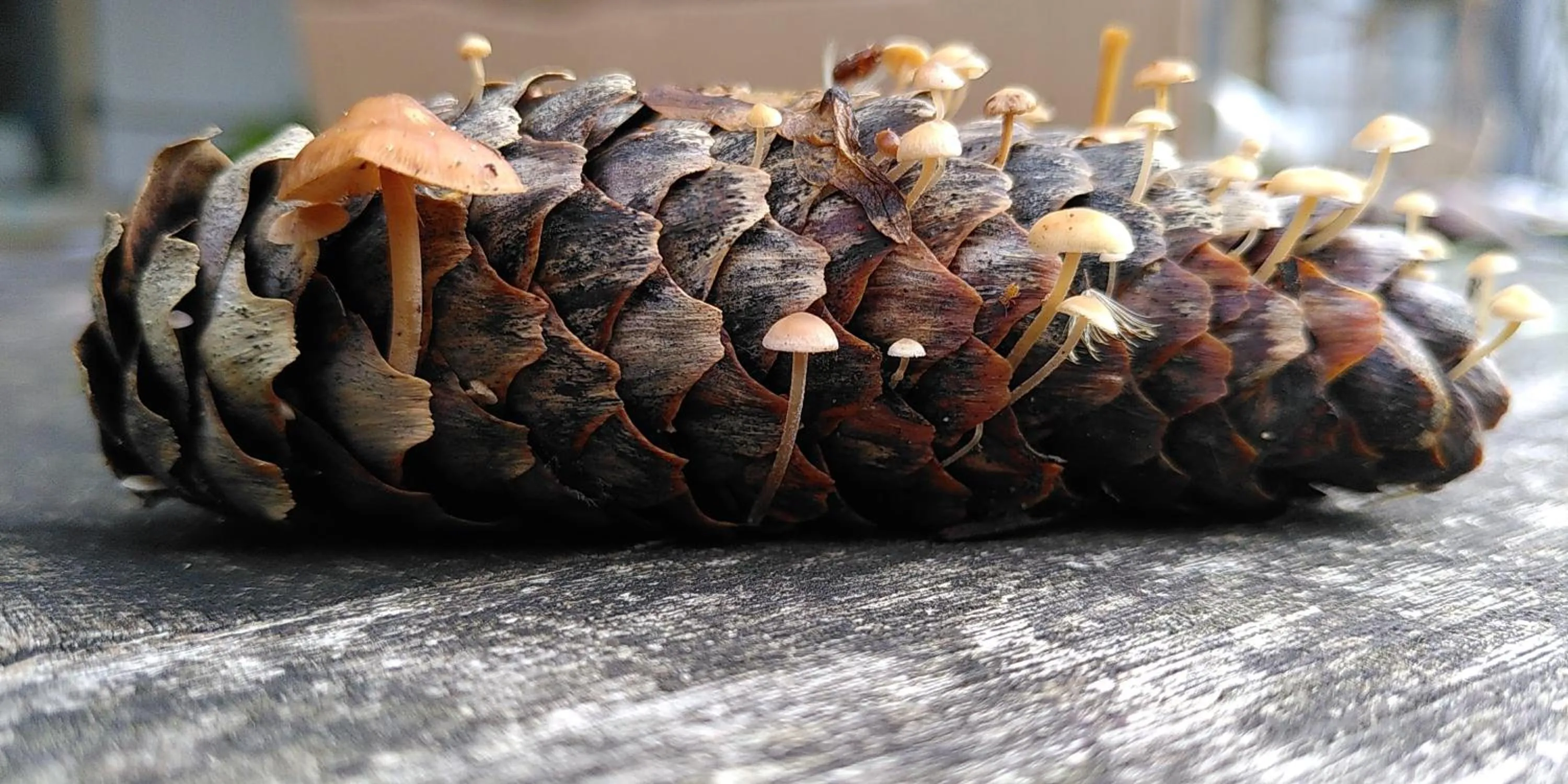 Decorative detail in Le jardin de Saint Jean