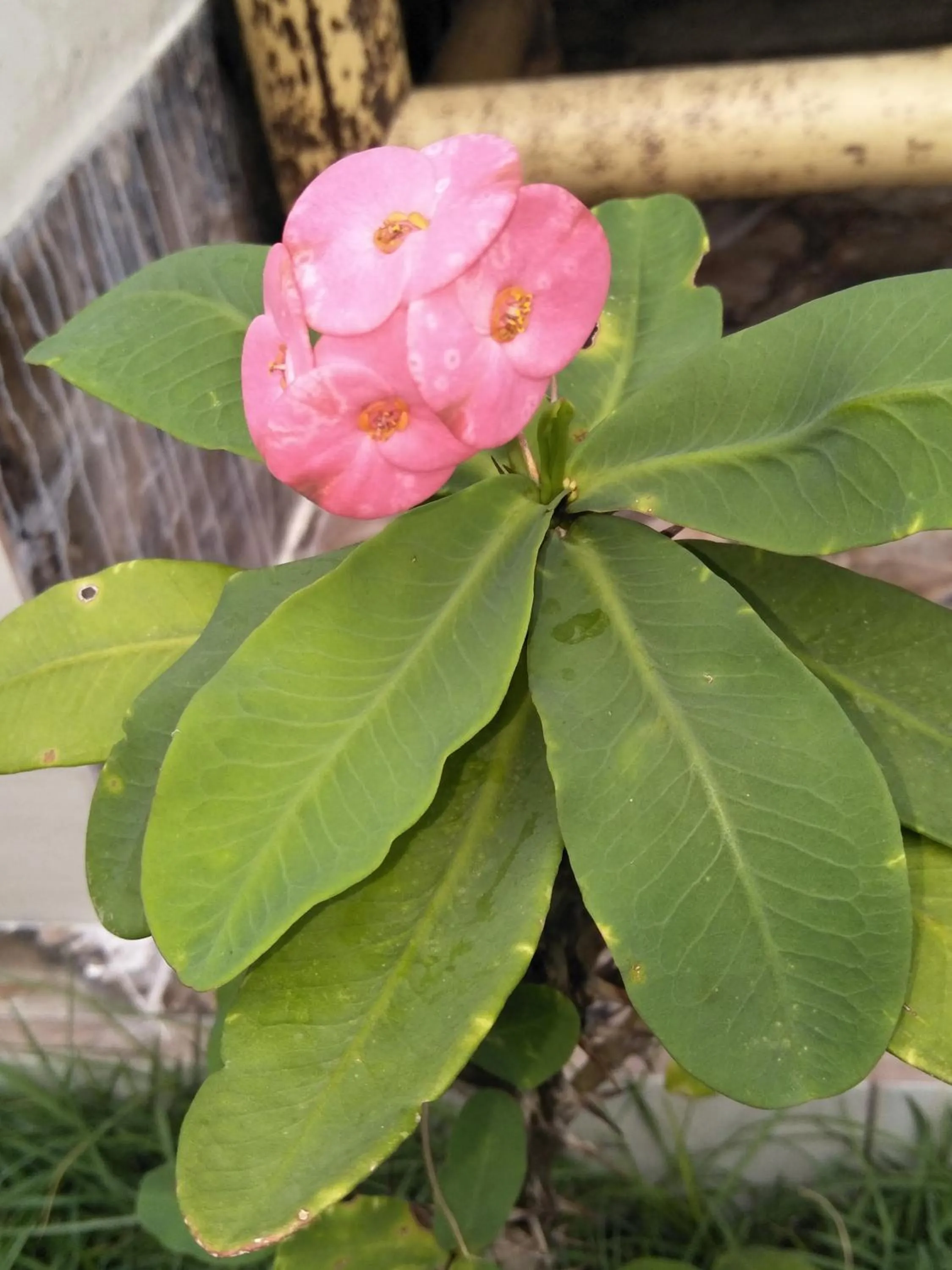 Spring in Cnunk Bungalow