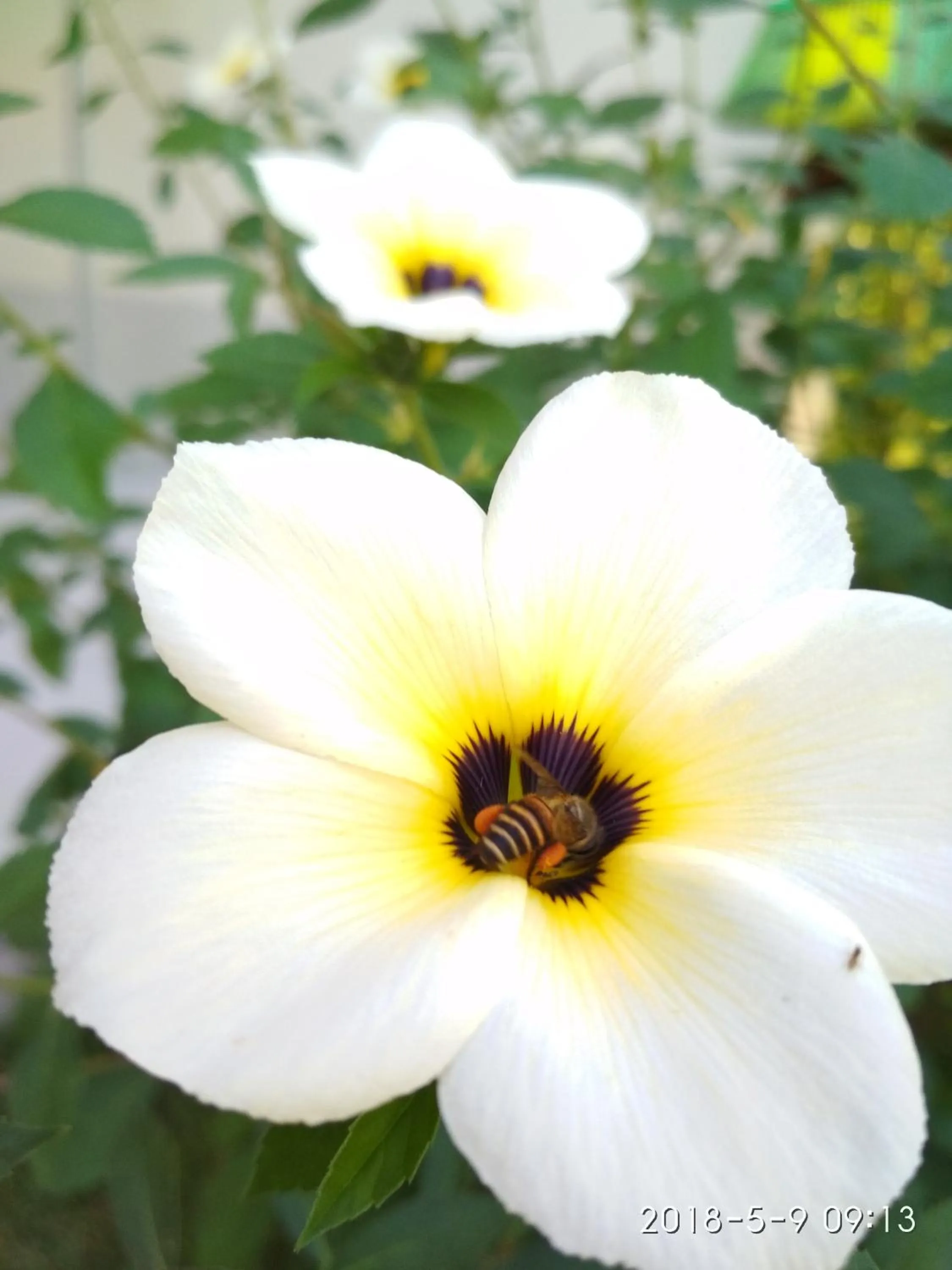 Breakfast in Cnunk Bungalow