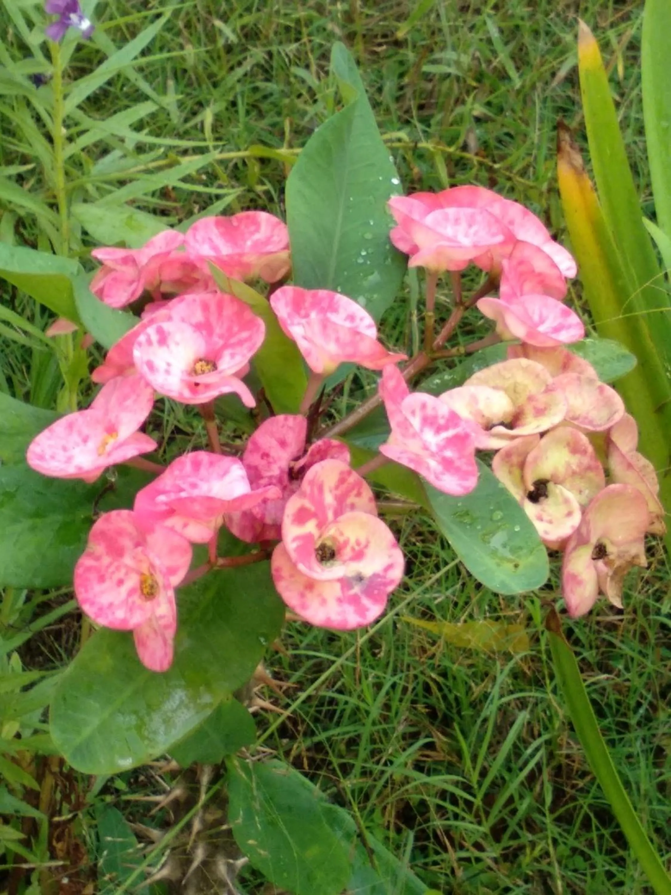 Spring in Cnunk Bungalow