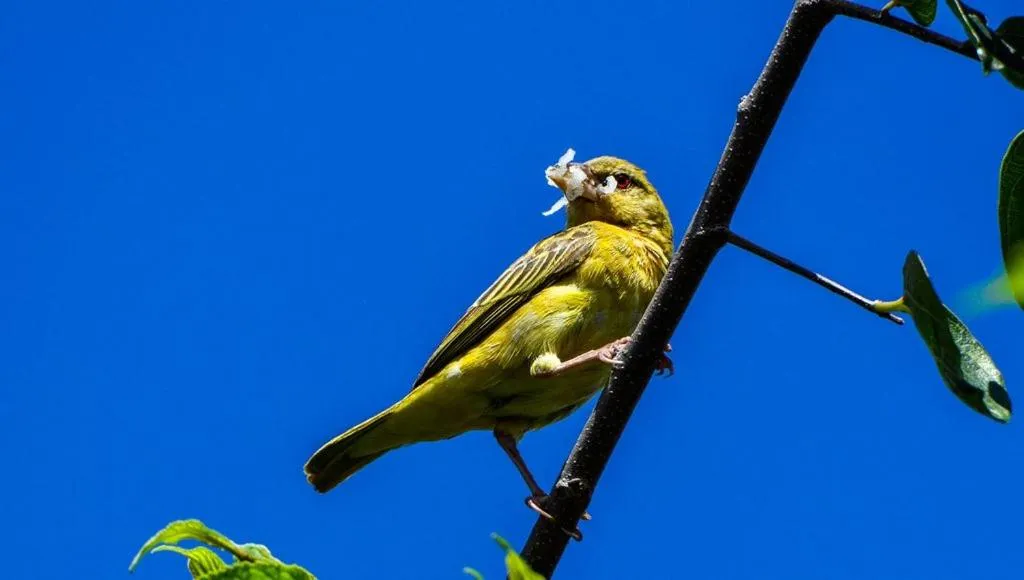 Animals in Pierneef's Kraal