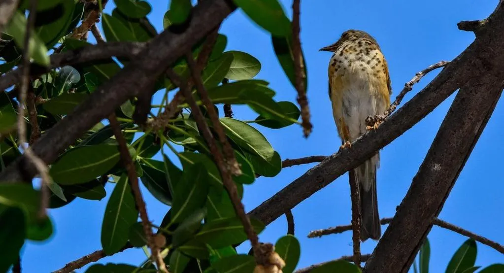 Animals in Pierneef's Kraal