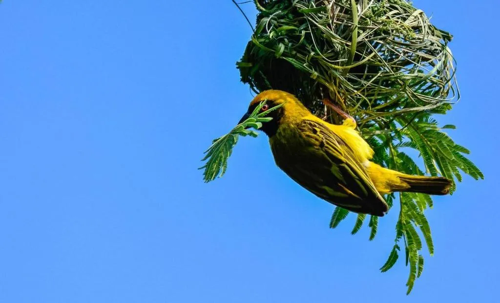 Animals in Pierneef's Kraal