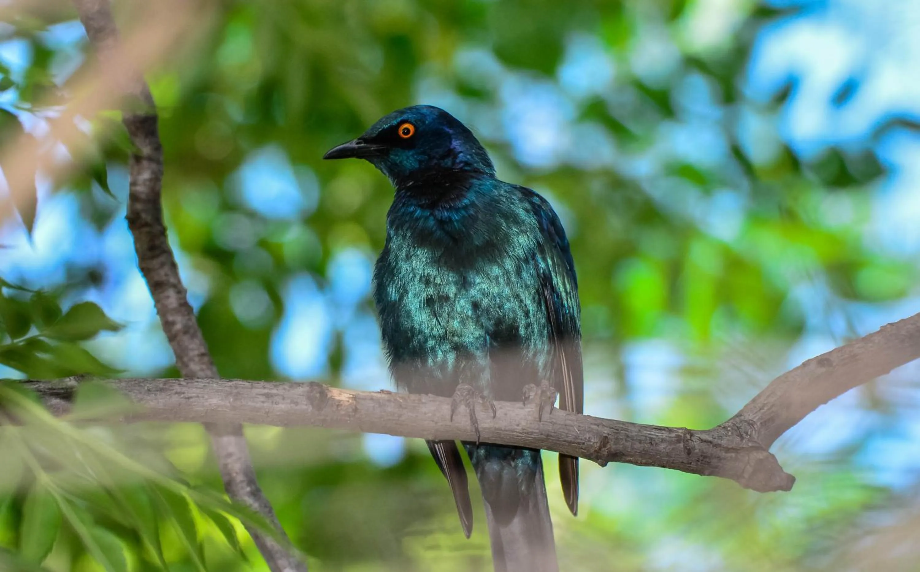 Animals in Pierneef's Kraal