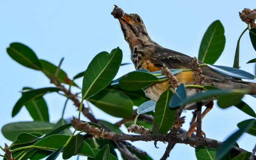 Animals in Pierneef's Kraal