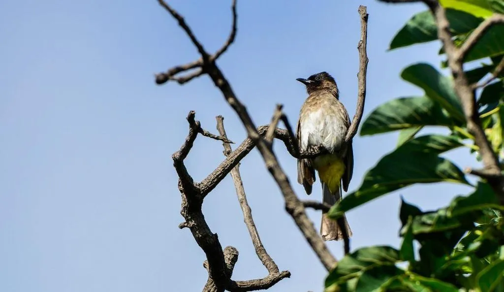 Animals in Pierneef's Kraal