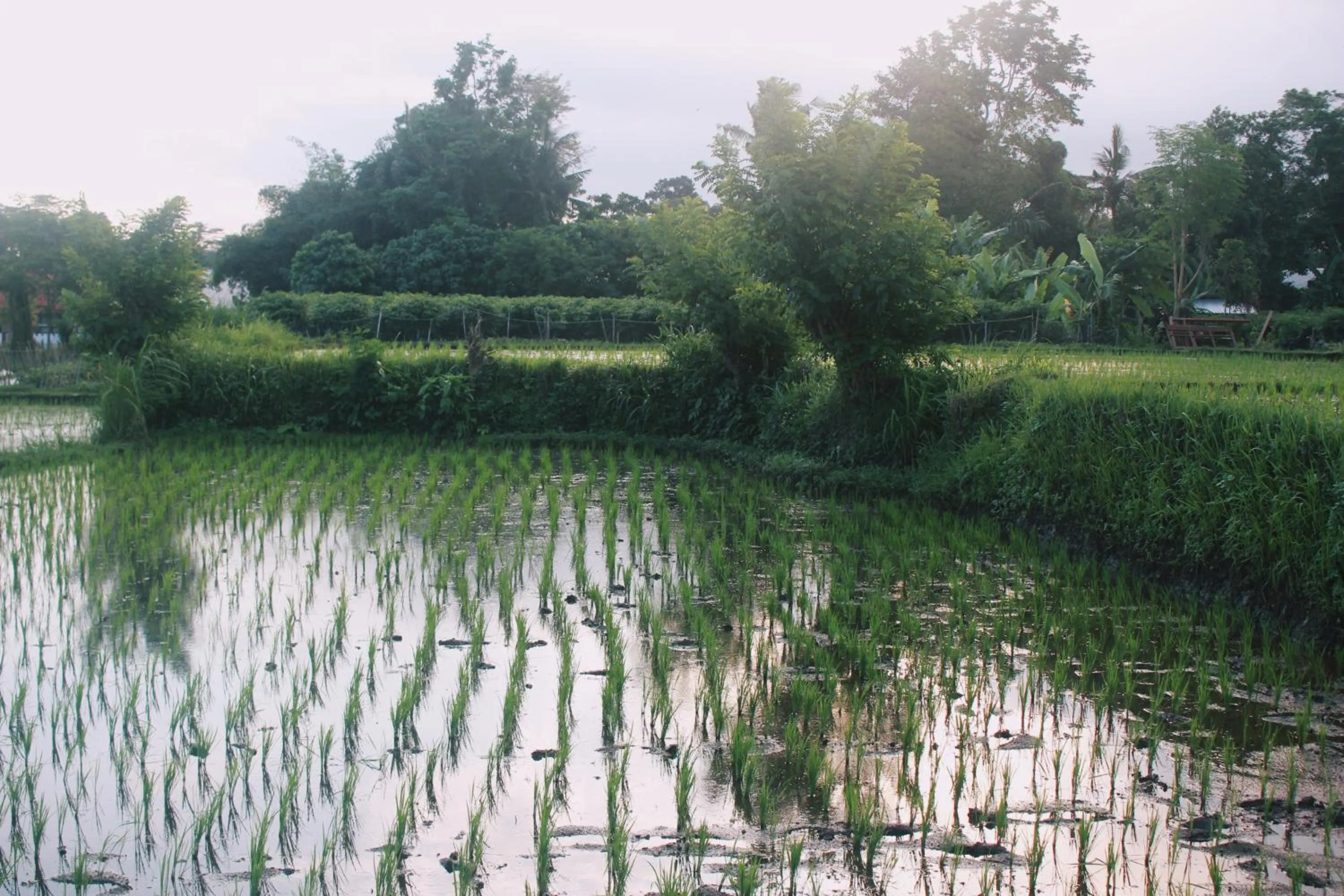 Natural landscape in ThanTha Ubud Villa