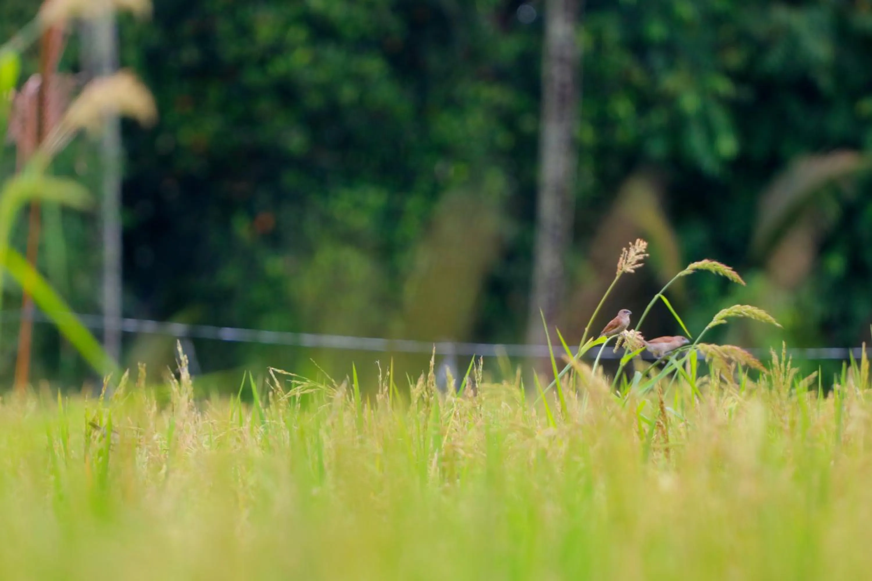 Area and facilities in ThanTha Ubud Villa