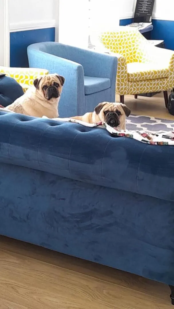 Pets in The Leam Hotel