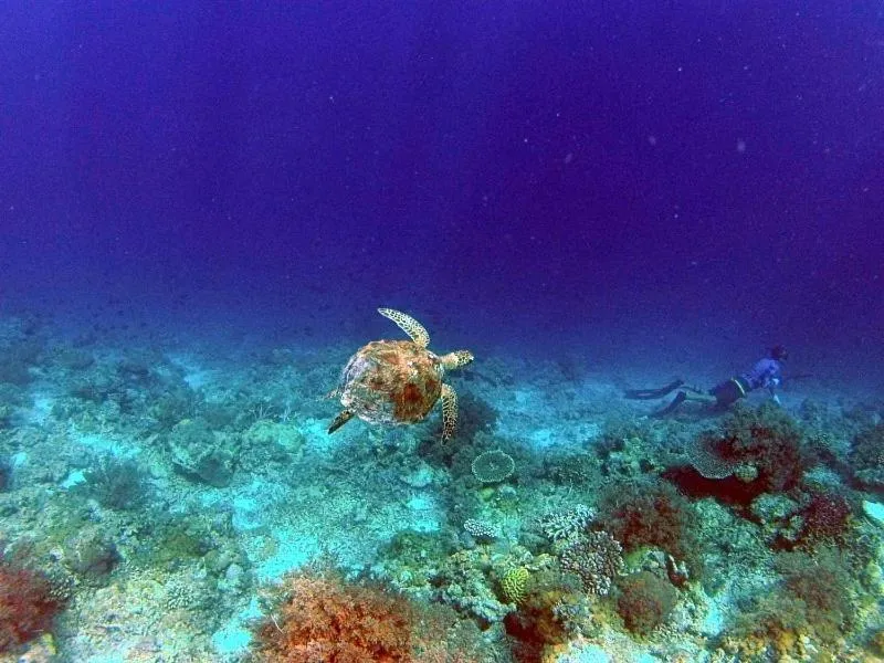 Snorkeling in Nini's Beach Bungalows
