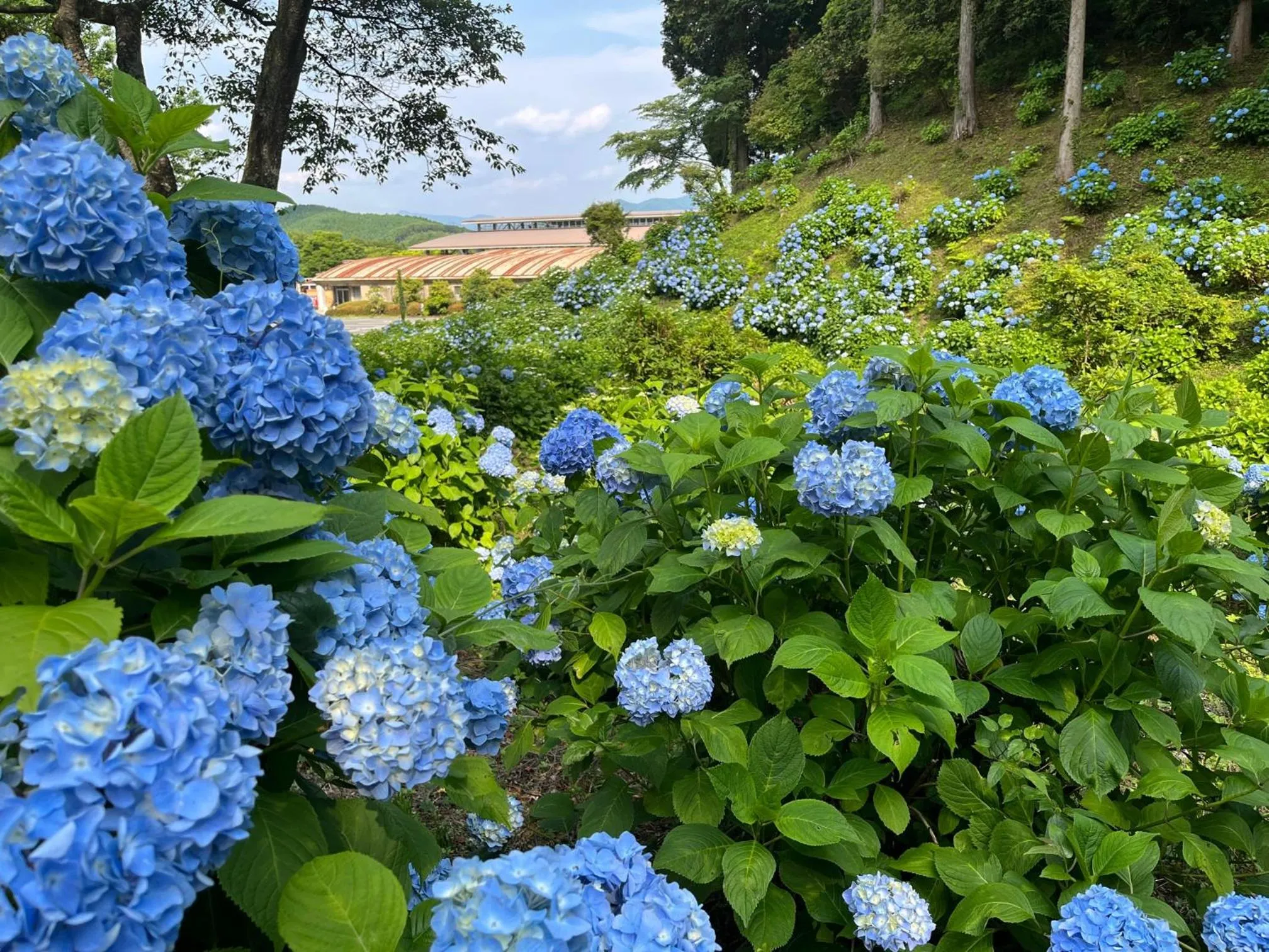 Garden in Greenpia Yame