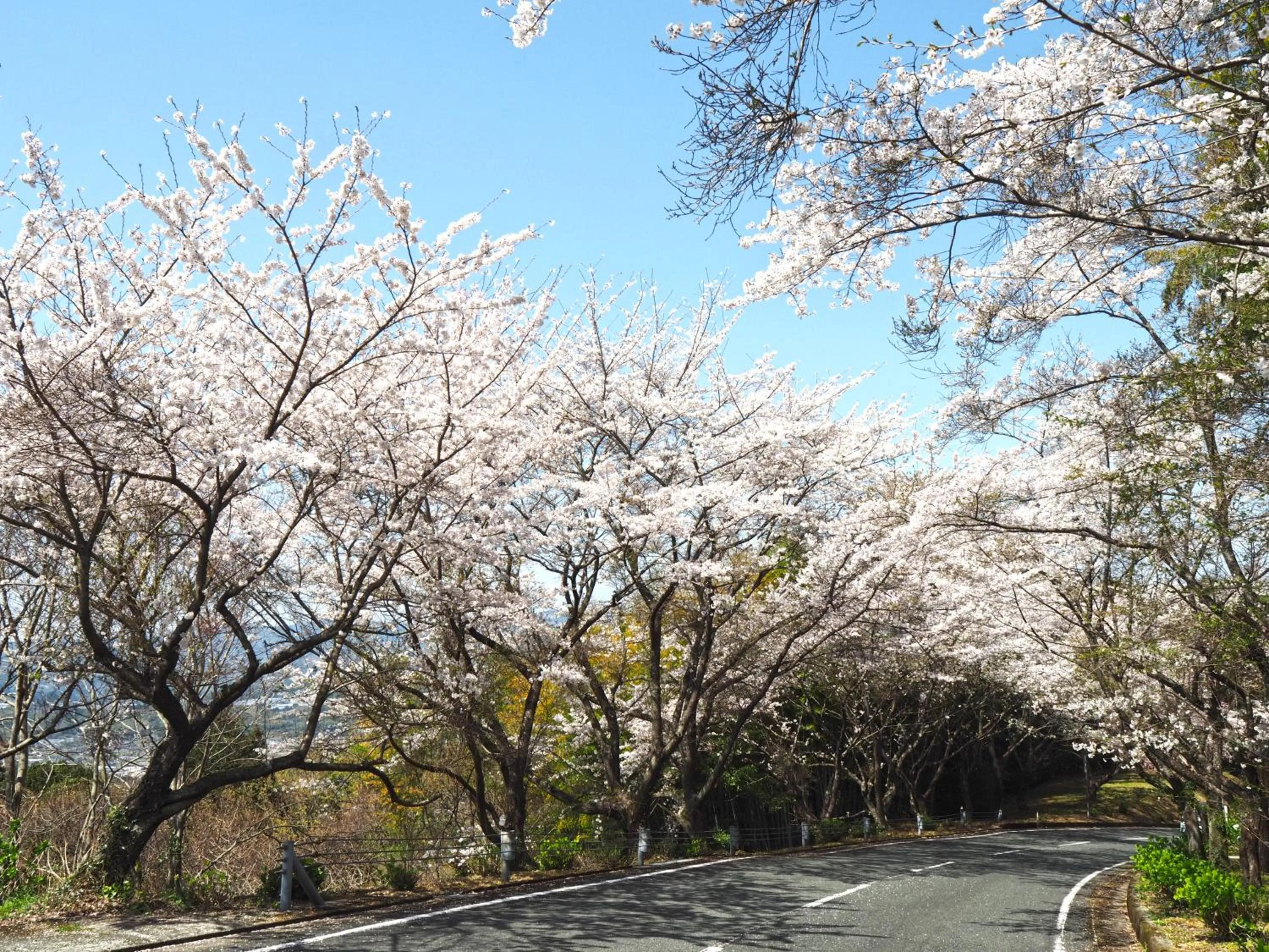 Garden in Greenpia Yame