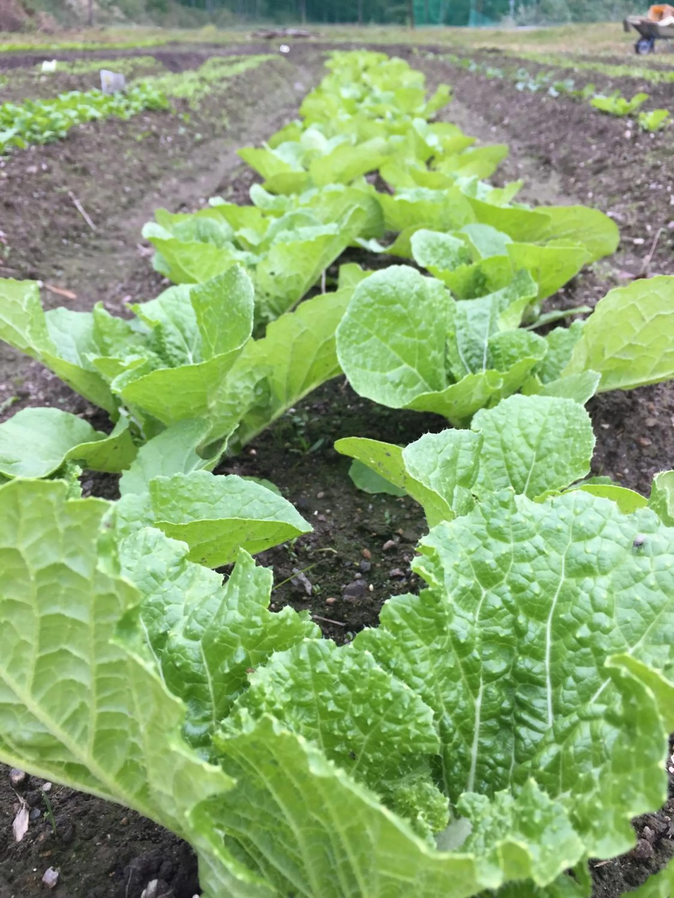 Area and facilities in Goemon Kyoto Japan