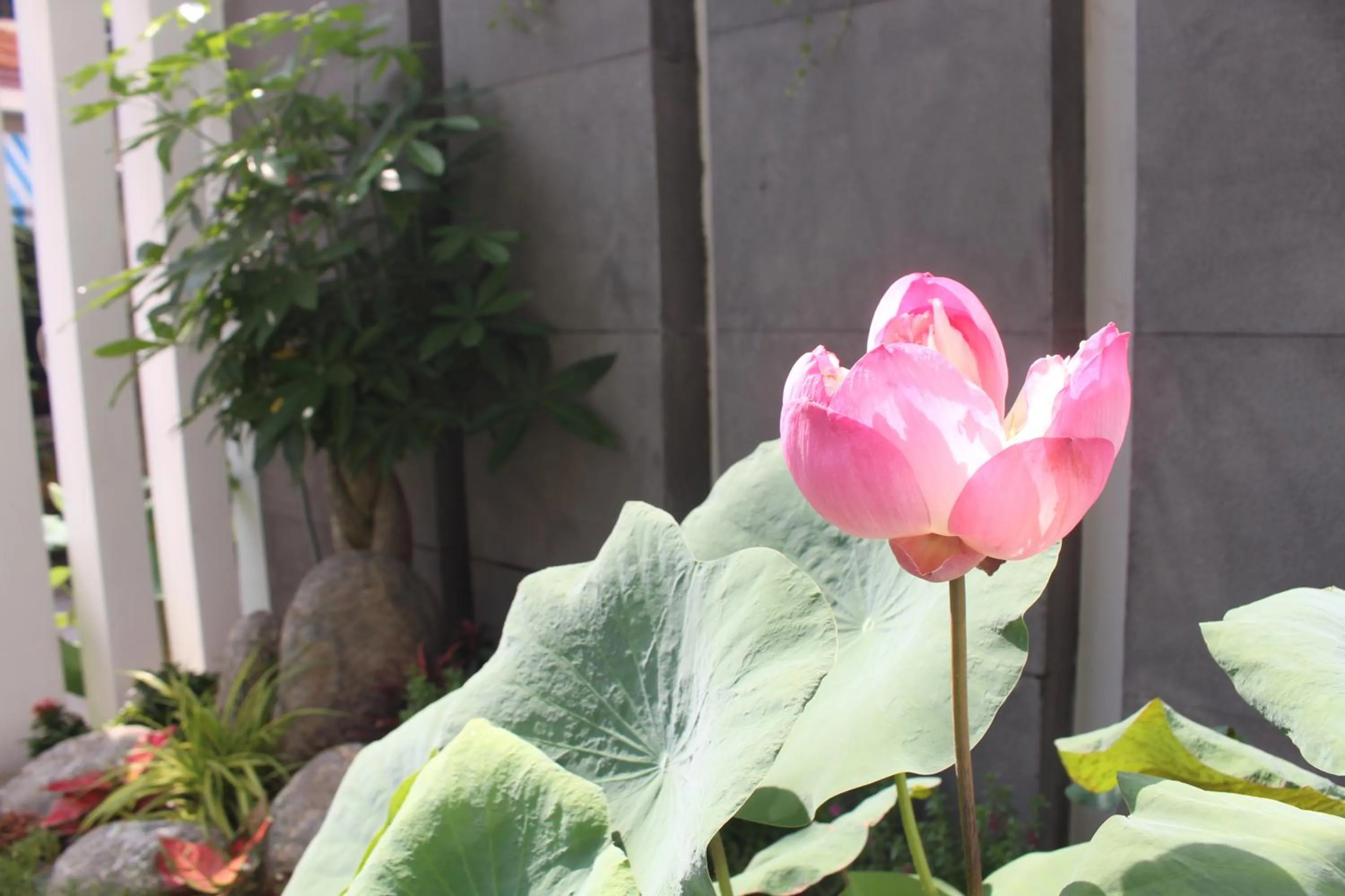 Property logo or sign in Sen Boutique House By 5H