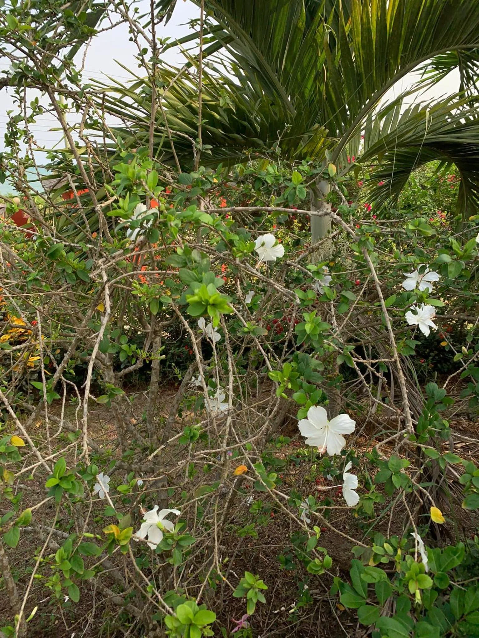 Paradise Ocean Resort