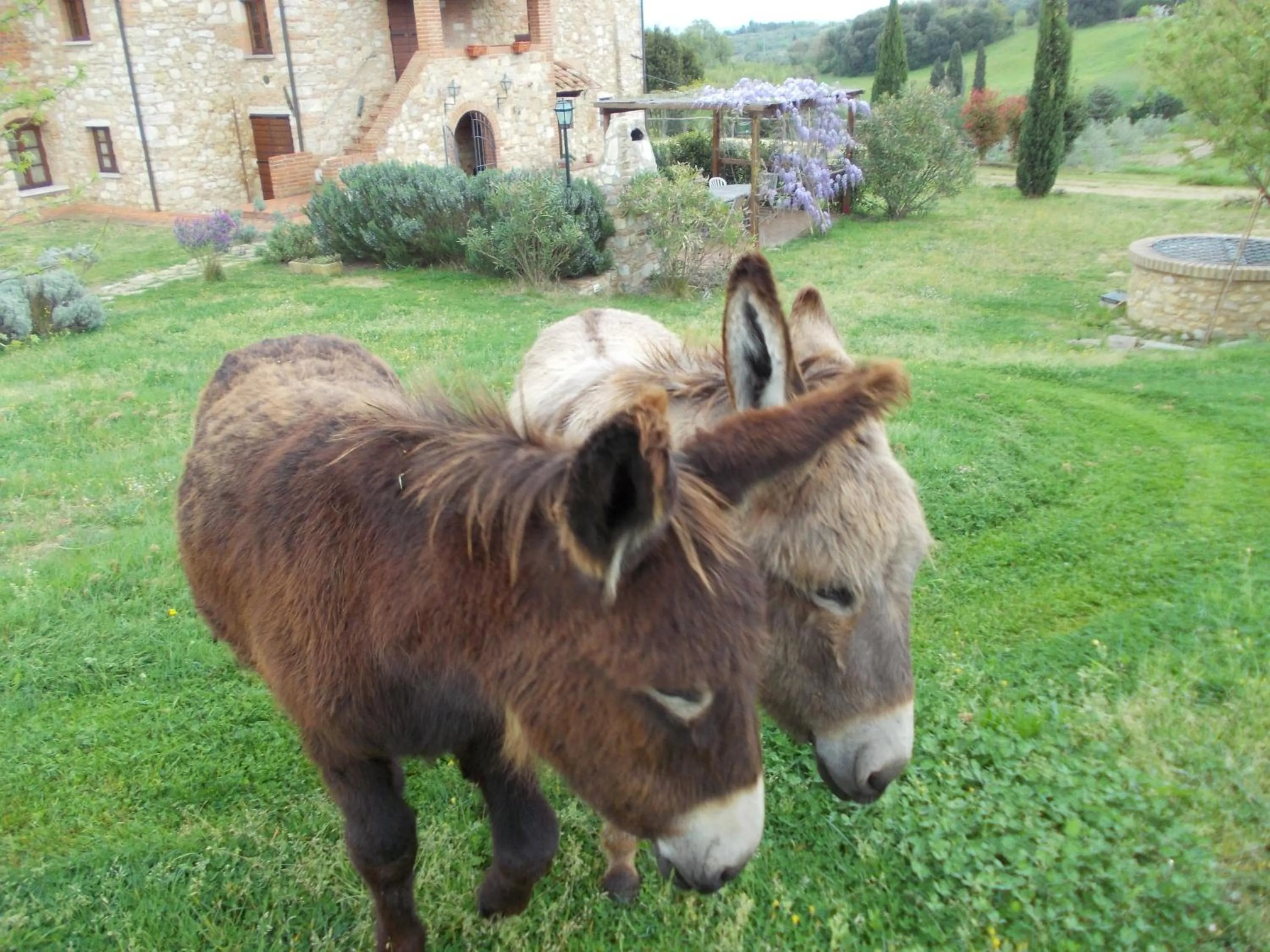 Animals in Le Pergoline B&B